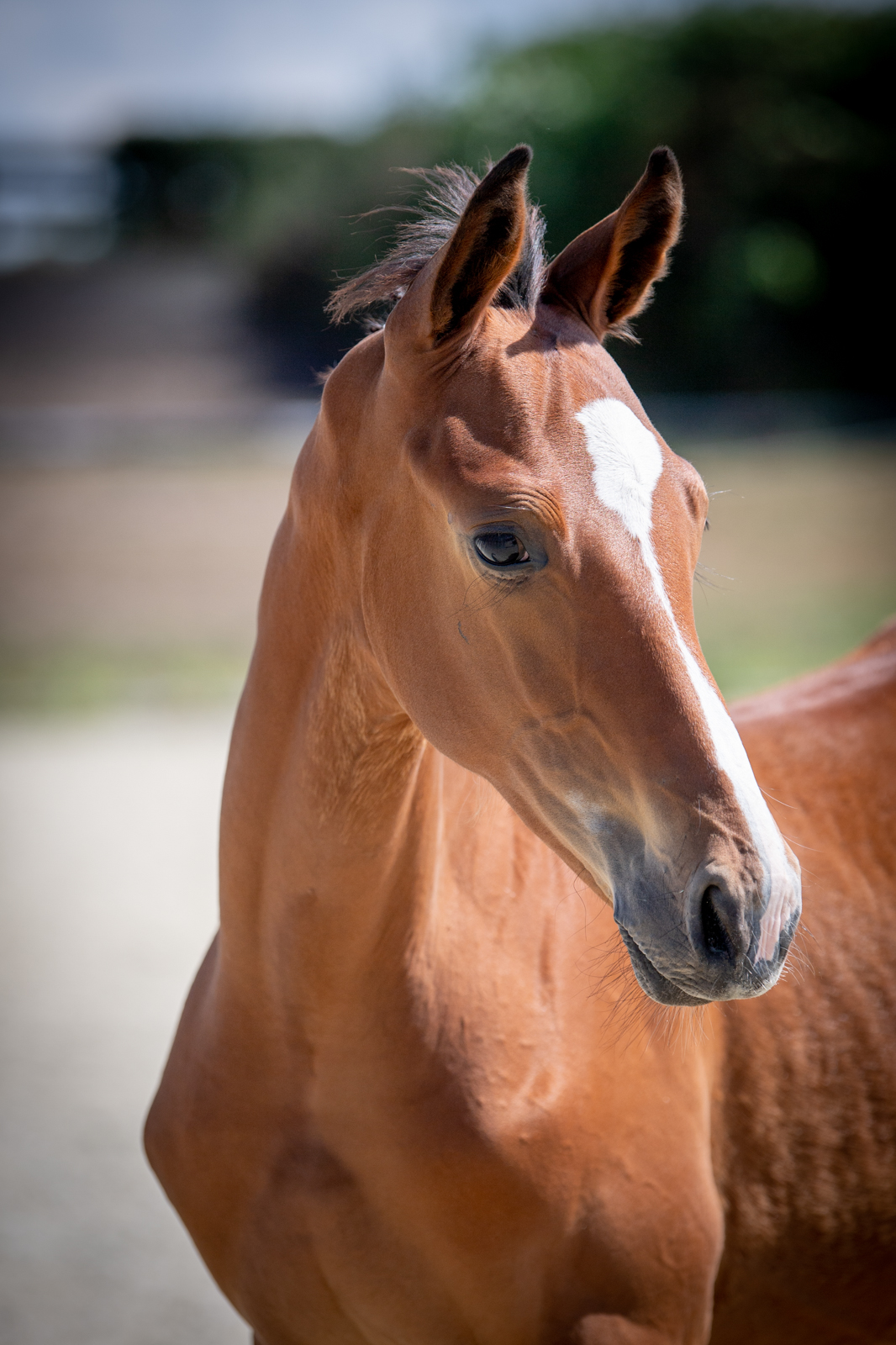 Candy Boy (Colestus x Quite Capitol) — Holsteiner · Stallion · 5y