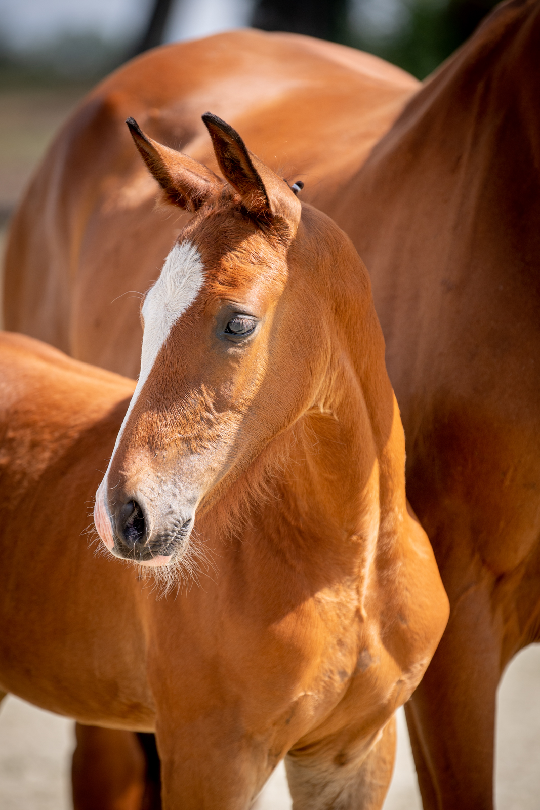 C'Nanou (Comme Il Faut x Nonstop) — Holsteiner · Stallion · 5y