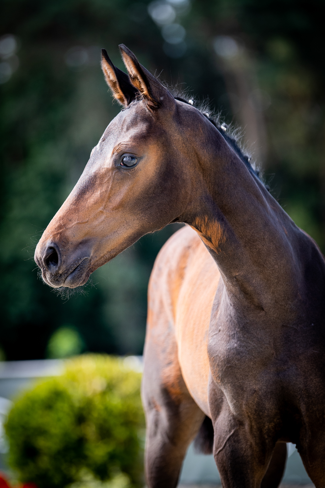 K-Quantino W (Glamourdale x Samba Hit I) — WLKP · Stallion · 5y