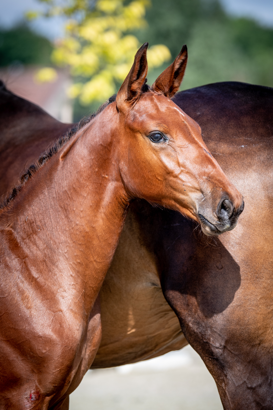 Only Diamond (Emerald x Diarado) — HOLS · Mare · 5y