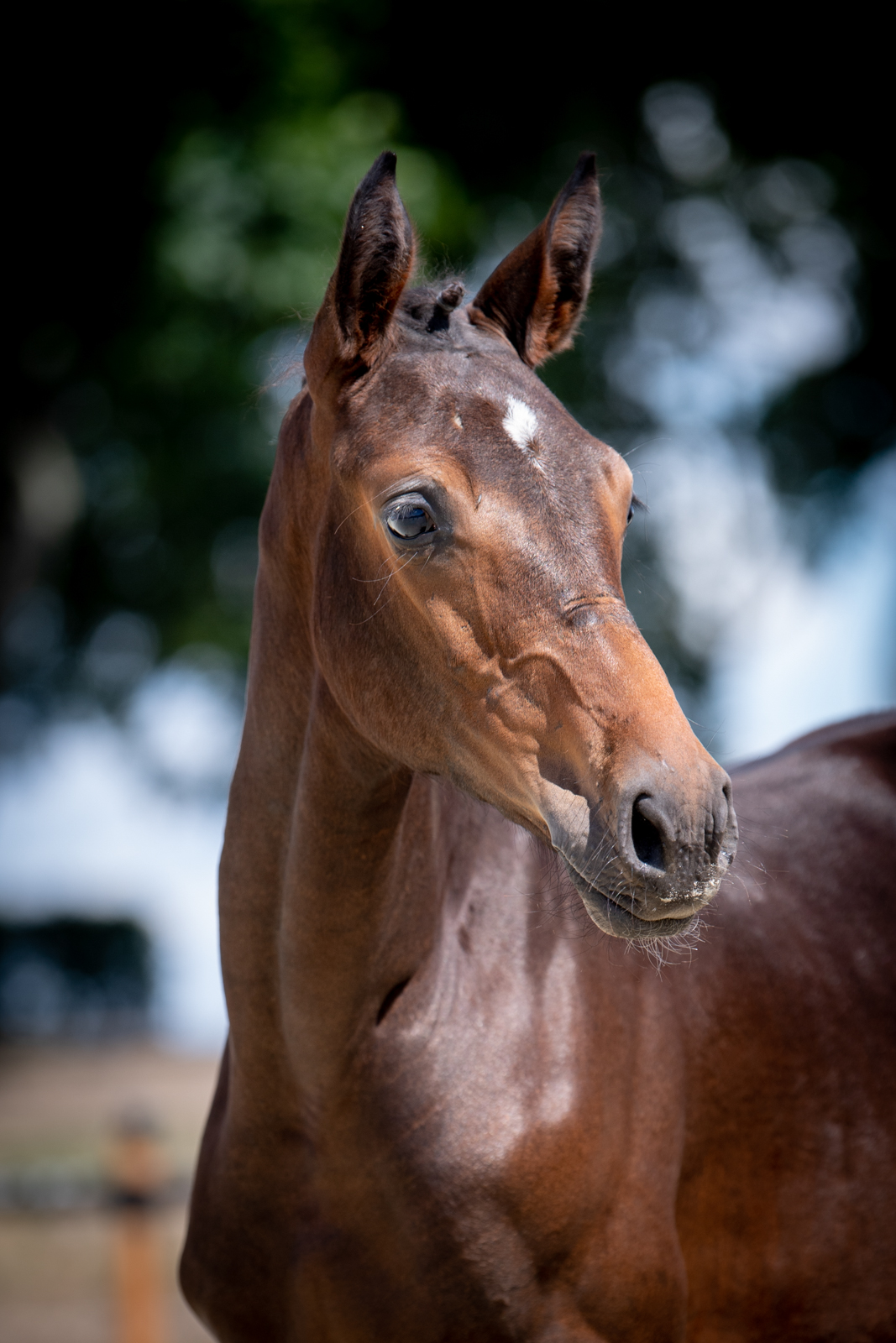 Heradina MK (London 32 x Quiran) — SP · Mare · 5y