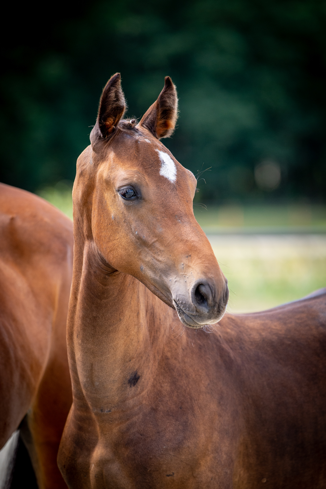 Sambor OK (Magnum VD Bisschop x Corland) — SP · Stallion · 5y