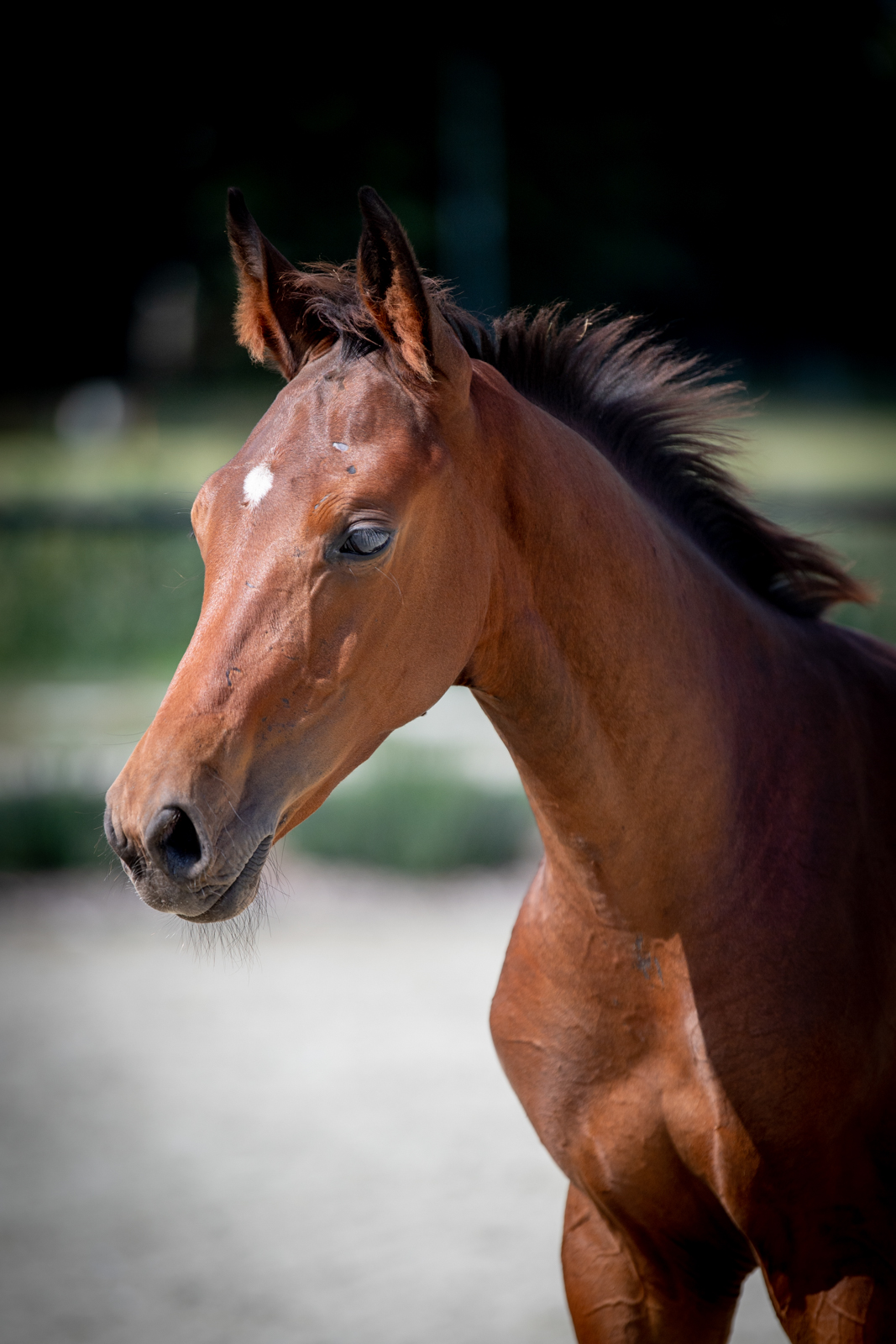 Marlon-S (Mumbai x Lucky Boy) — SP · Stallion · 5y