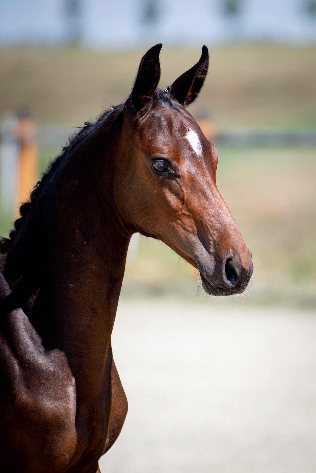 Crazy In Love (Comme Il Faut x Casall) — Holsteiner · Stallion · 5y