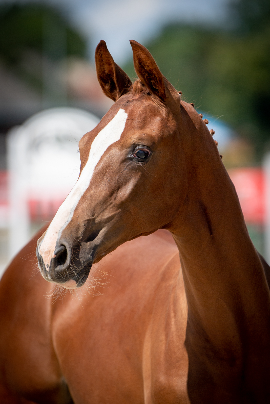 Quimera M (Hickstetstakkato x Quintero) — SP · Mare · 5y