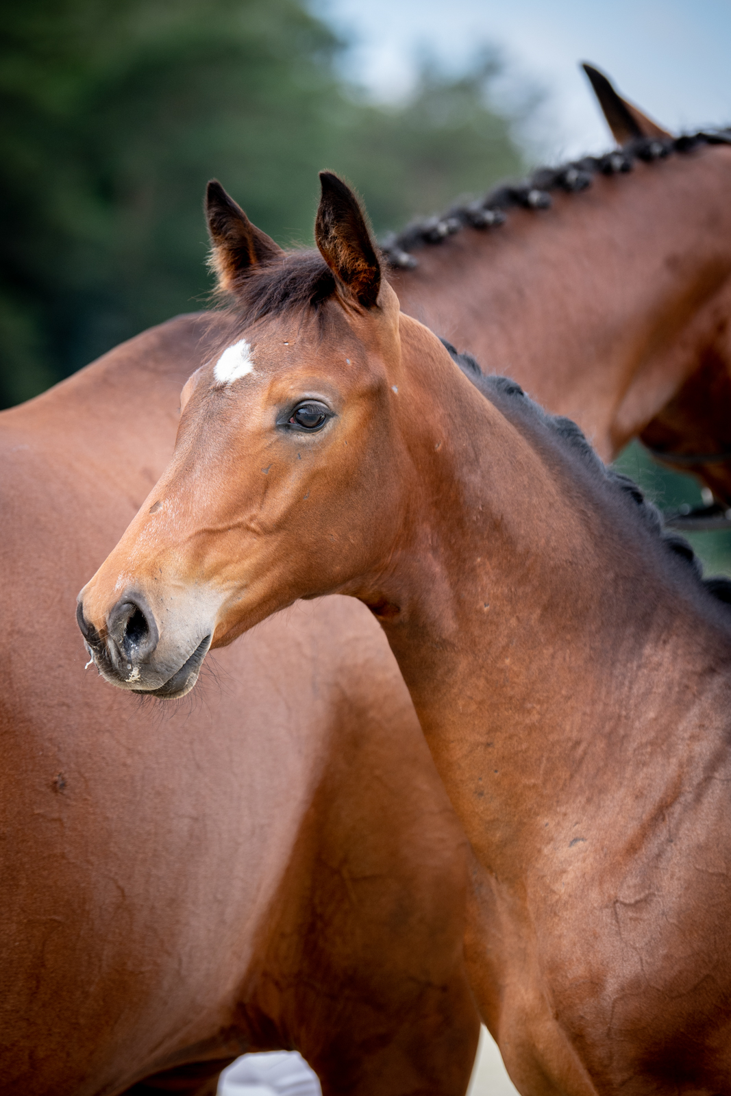 Paskal (Cassilio x Carry Son) — SP · Stallion · 5y