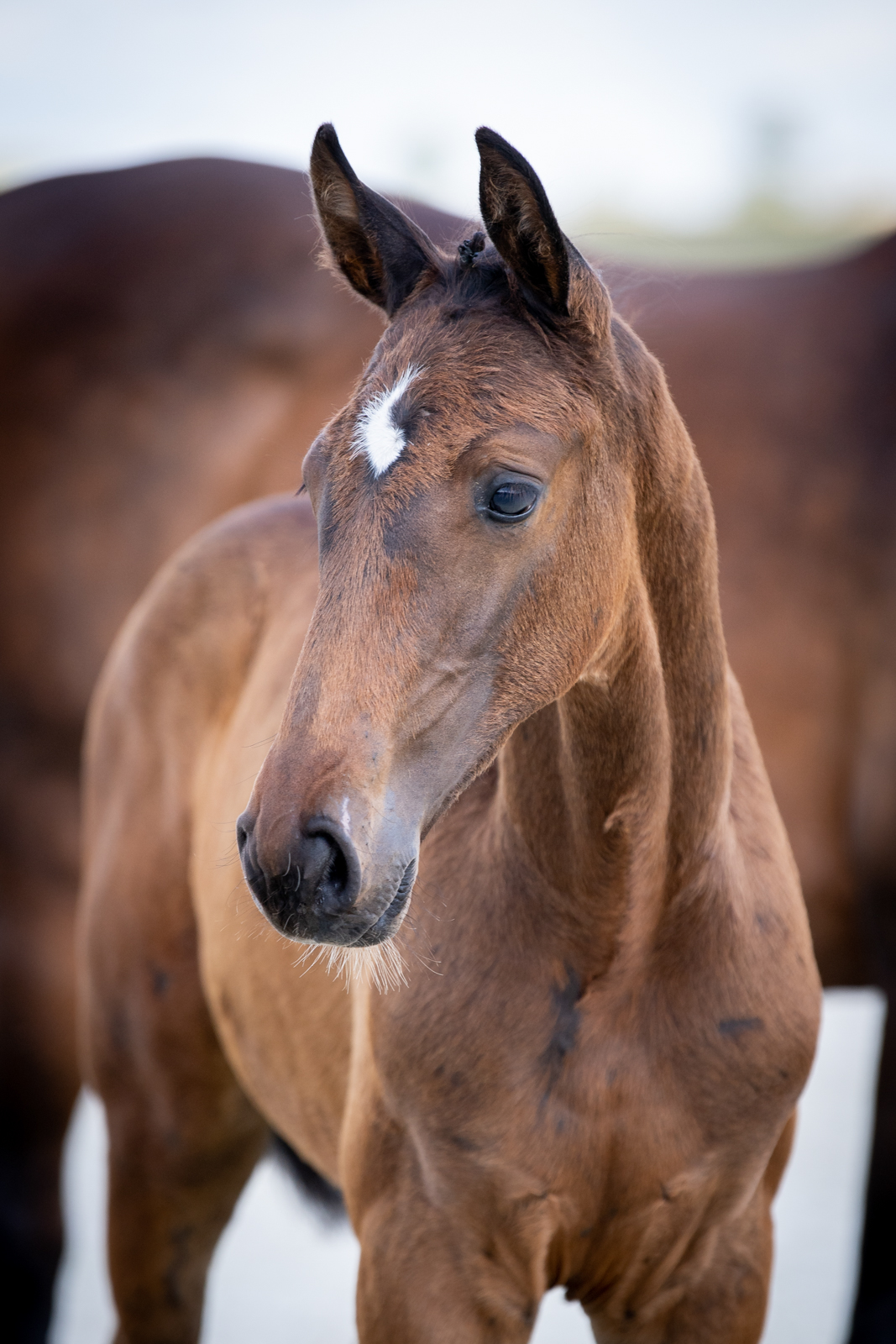 Clear Quality (Clear One x Quantum) — SP · Stallion · 5y