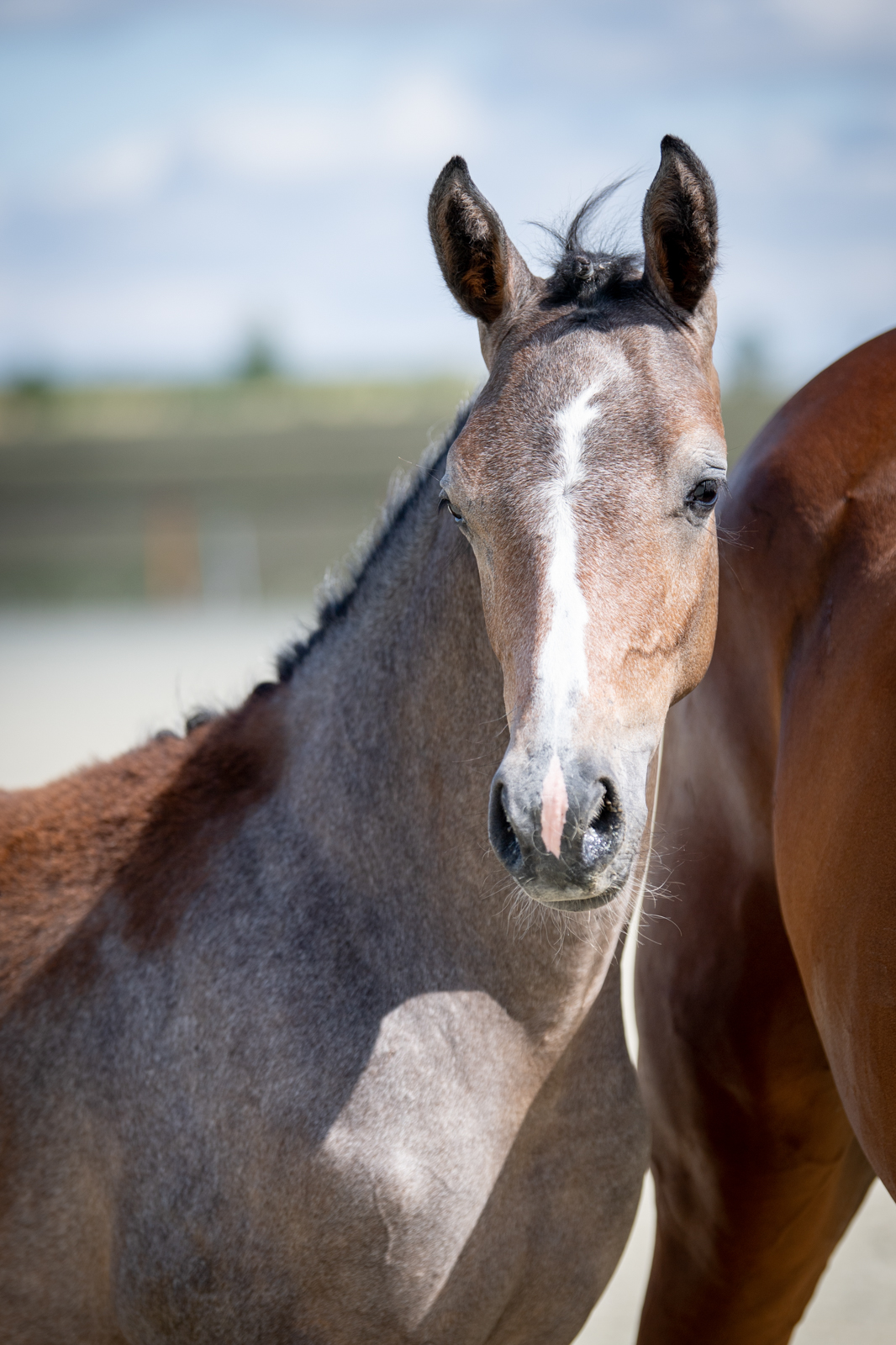 Queen MK (La Calidad x Quvee Prestige) — SP · Mare · 5y