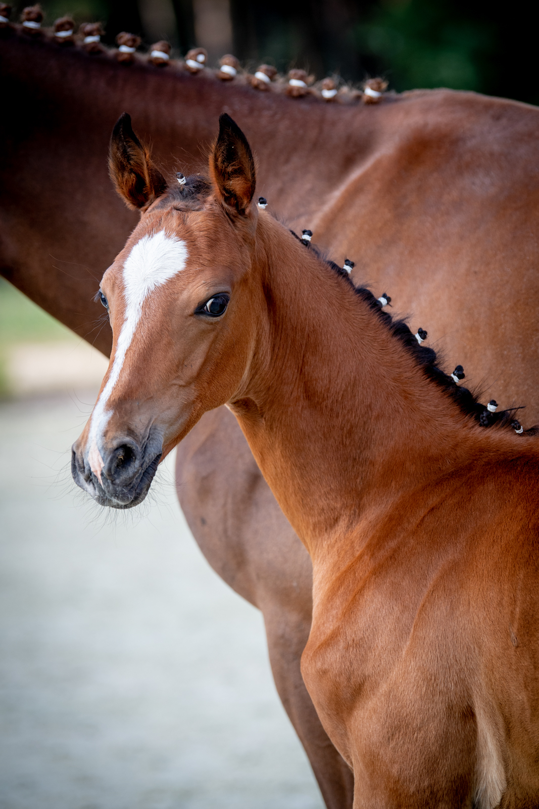 Diadem (Vigo Heywood H Z x Vingino) — SP · Stallion · 5y
