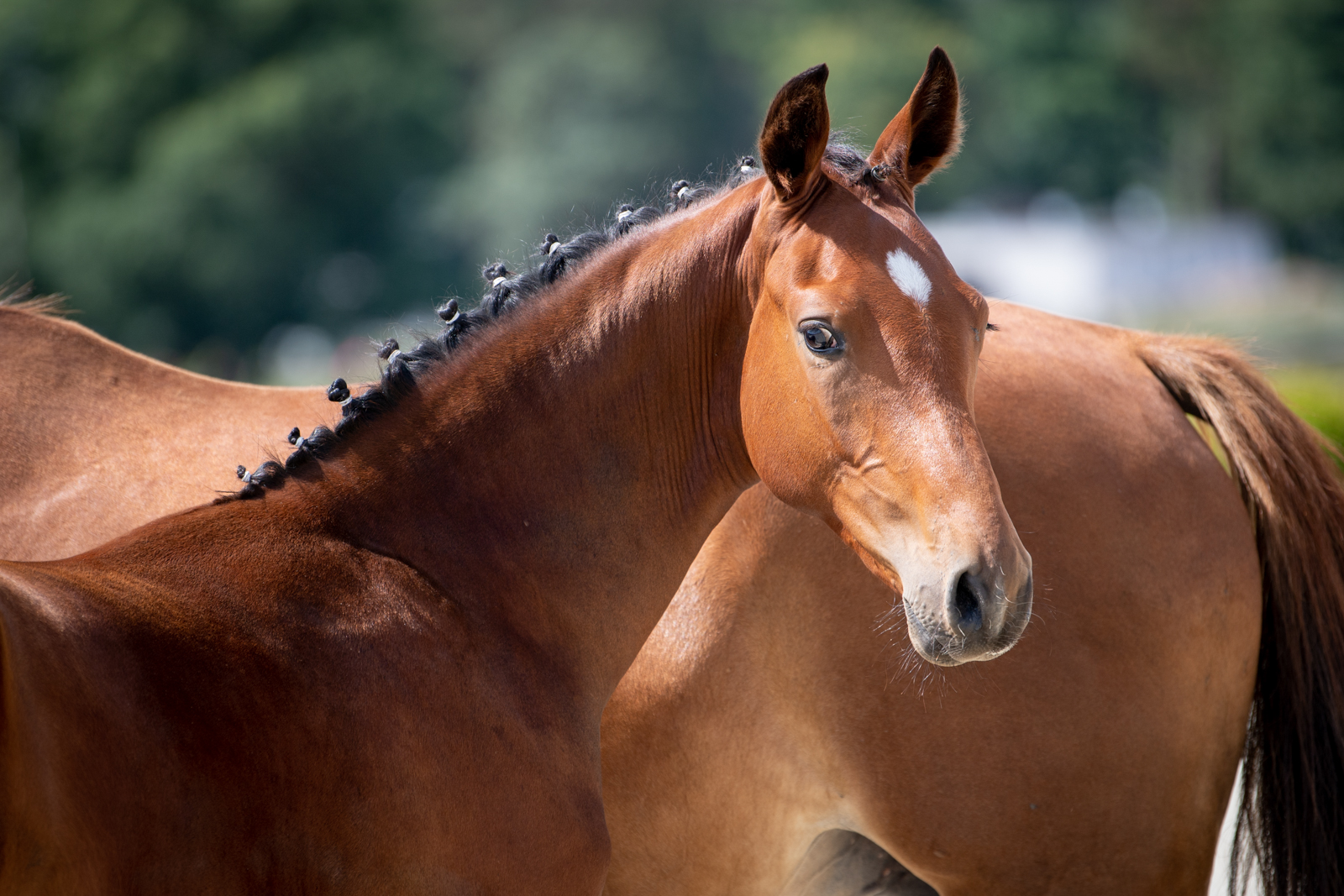Kronos OK (Capesize x Dżahil) — WLKP · Stallion · 5y