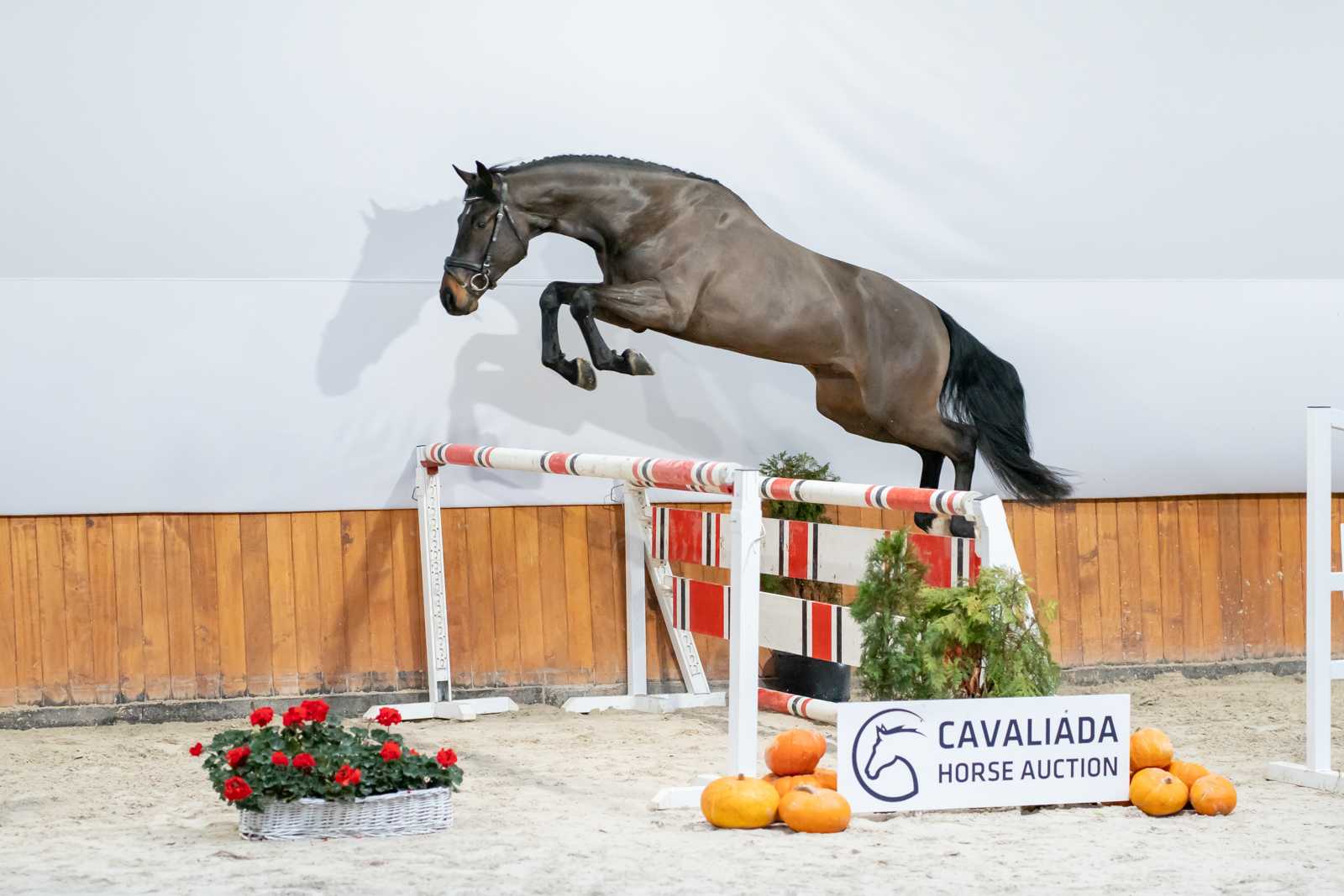 Cordian (Cornet Obolensky x Quidam de Revel) — Holsteiner · Stallion · 8y