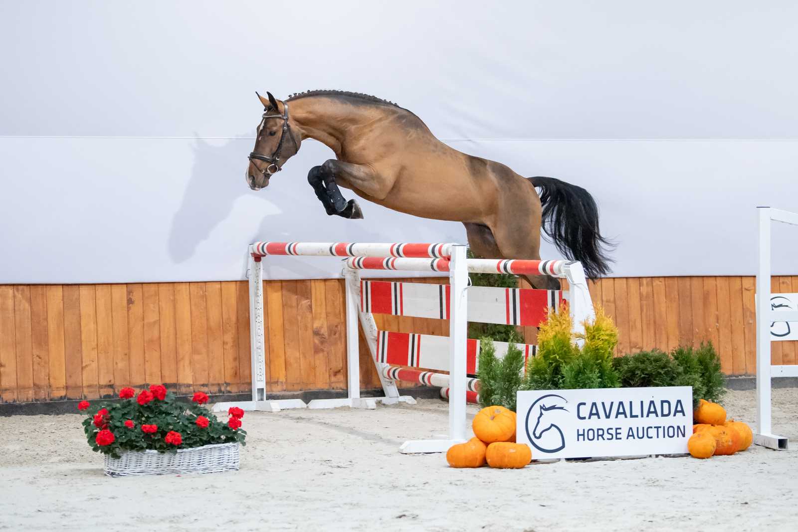 Camillo (Comme Il Faut x Contender) — Holsteiner · Stallion · 7y
