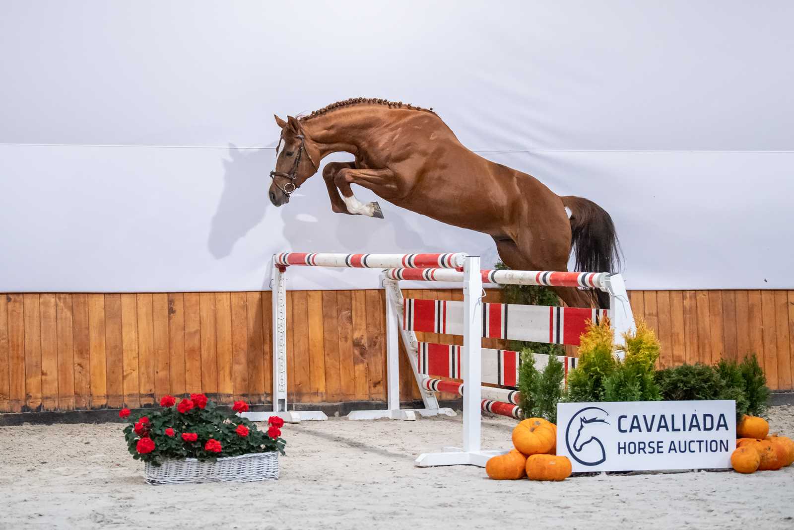 Primus (Colinero x Rytm) — SP · Stallion · 8y