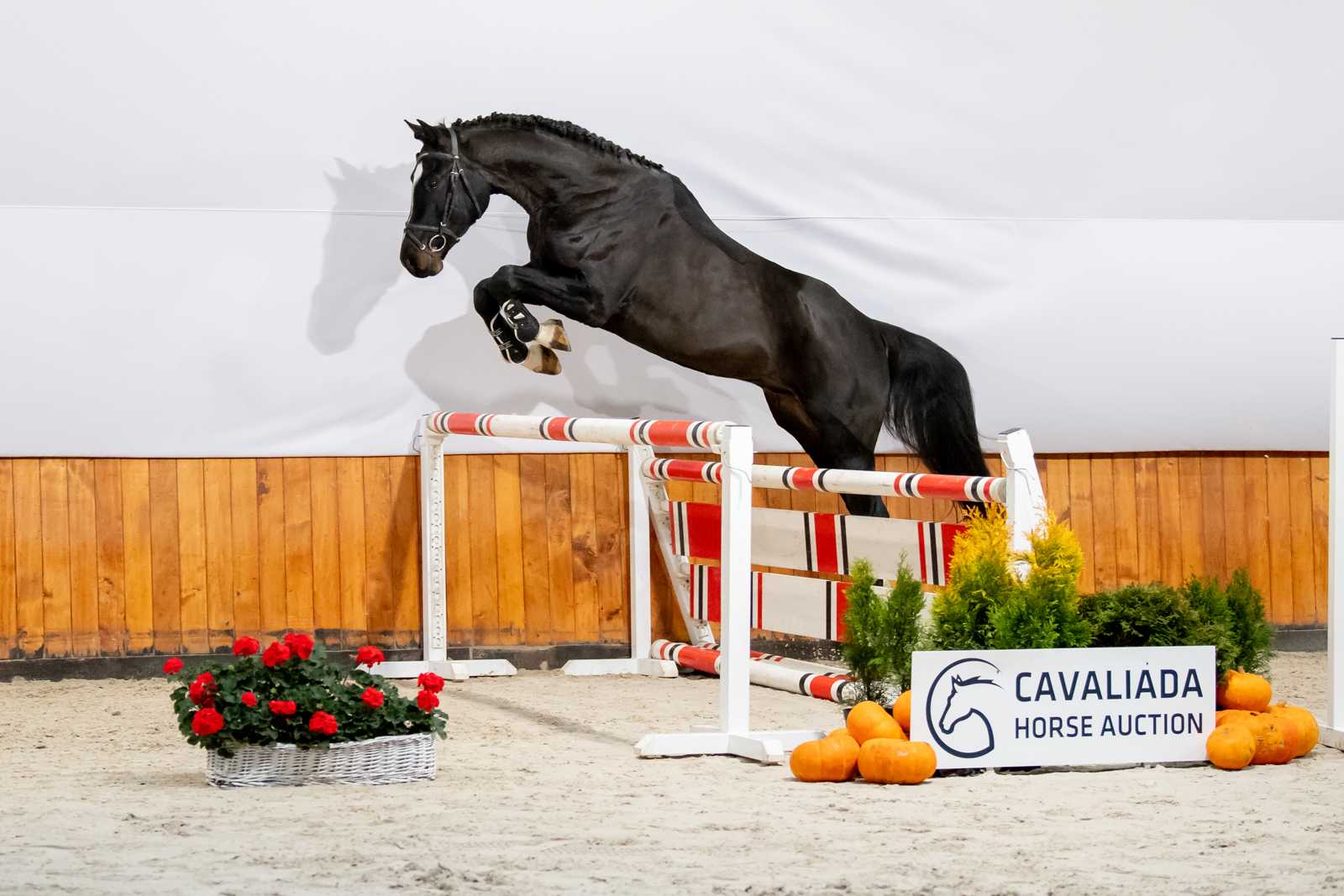 Cornet Longed For (Cornet Obolensky x Cordino) — SP · Stallion · 8y