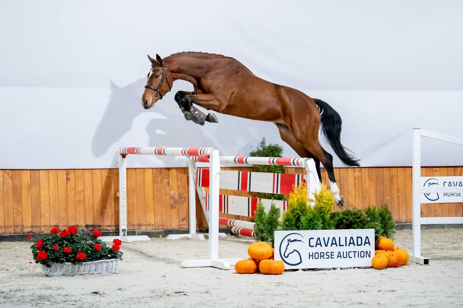 Sir Zinedine (Zinedine x Che Guevara L) — SP · Stallion · 7y
