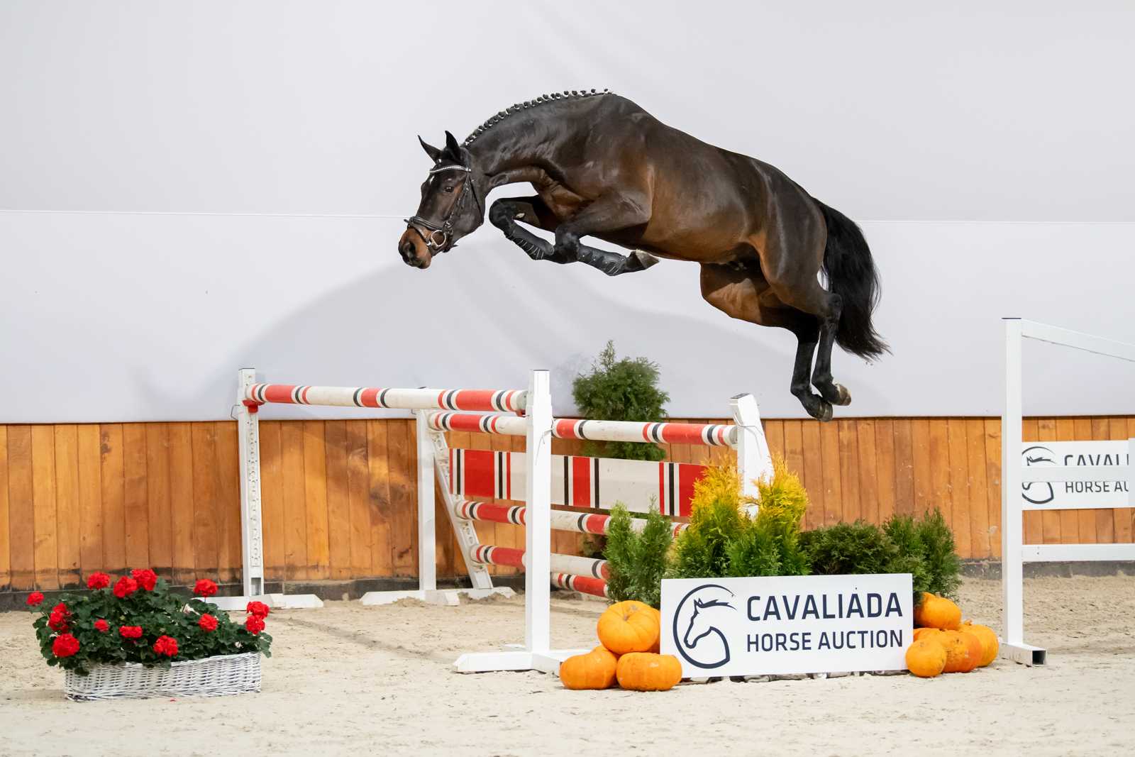 I'm Special de Lux (I'm Special de Muze x Casall) — Holsteiner · Stallion · 7y