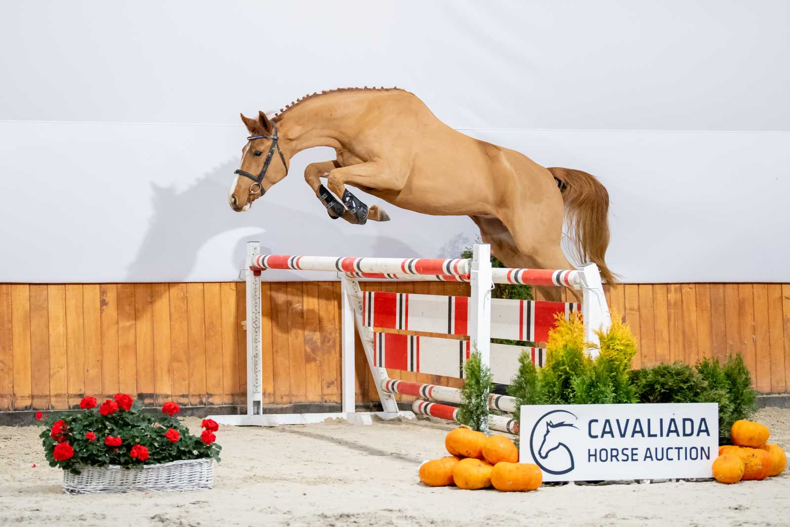 La Coruna Z (Levisto Z x Castillo) — Zangersheide · Mare · 7y