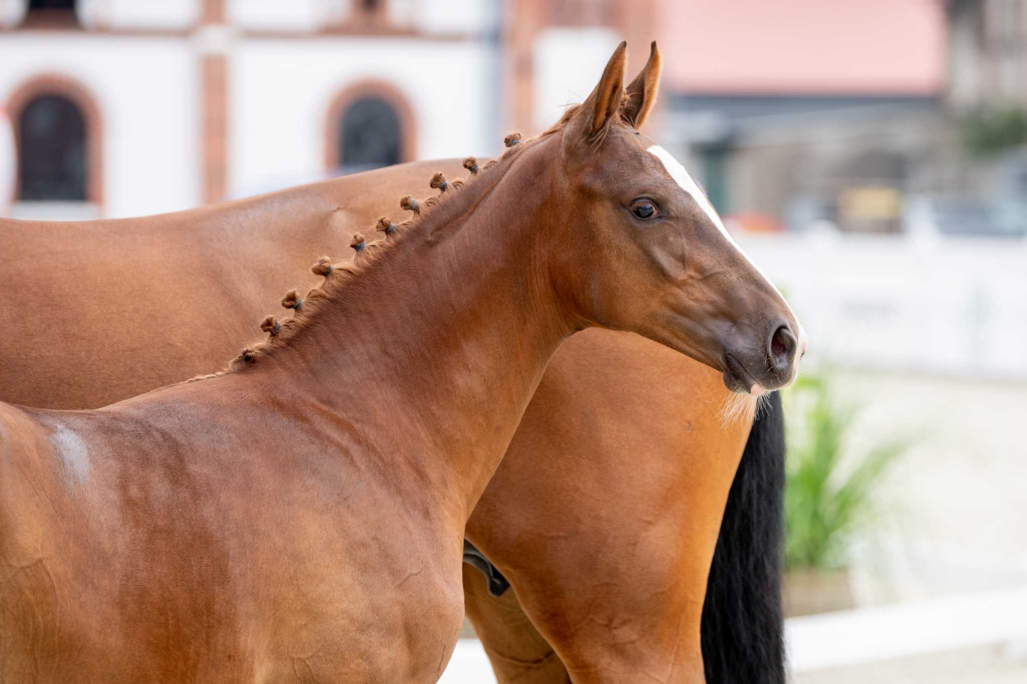 Kendi GL (Sequinto VD Holvenhoeve x Corrado Son) — WLKP · Mare · 4y