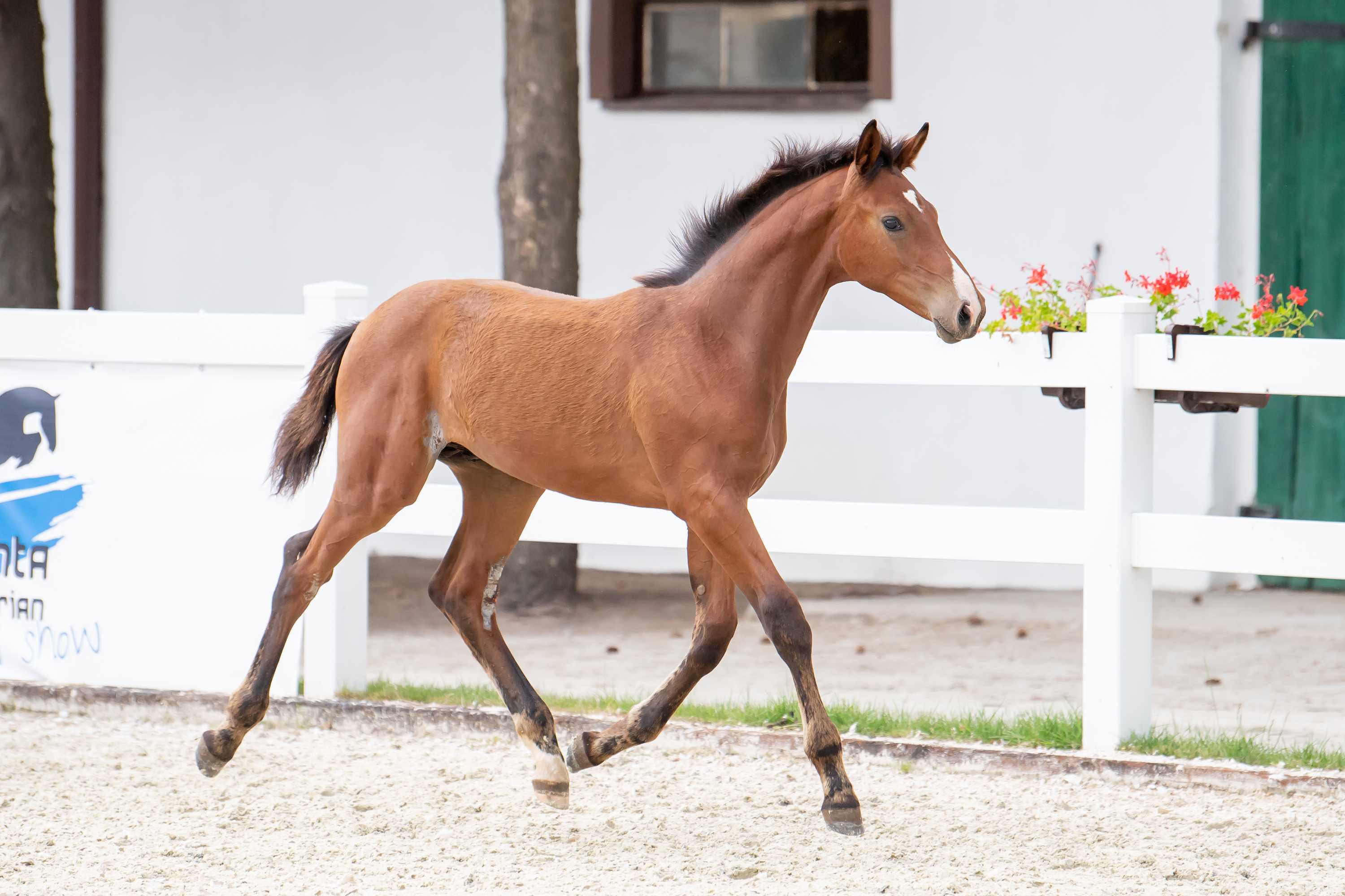 Chantico R (Nevados S x Coriano's Ass) — SP · Stallion · 4y