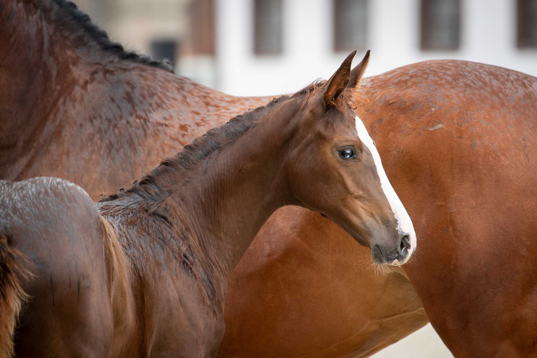 Heronika MT (Aganix du Seigneur x Contendro II) — SP · Mare · 4y