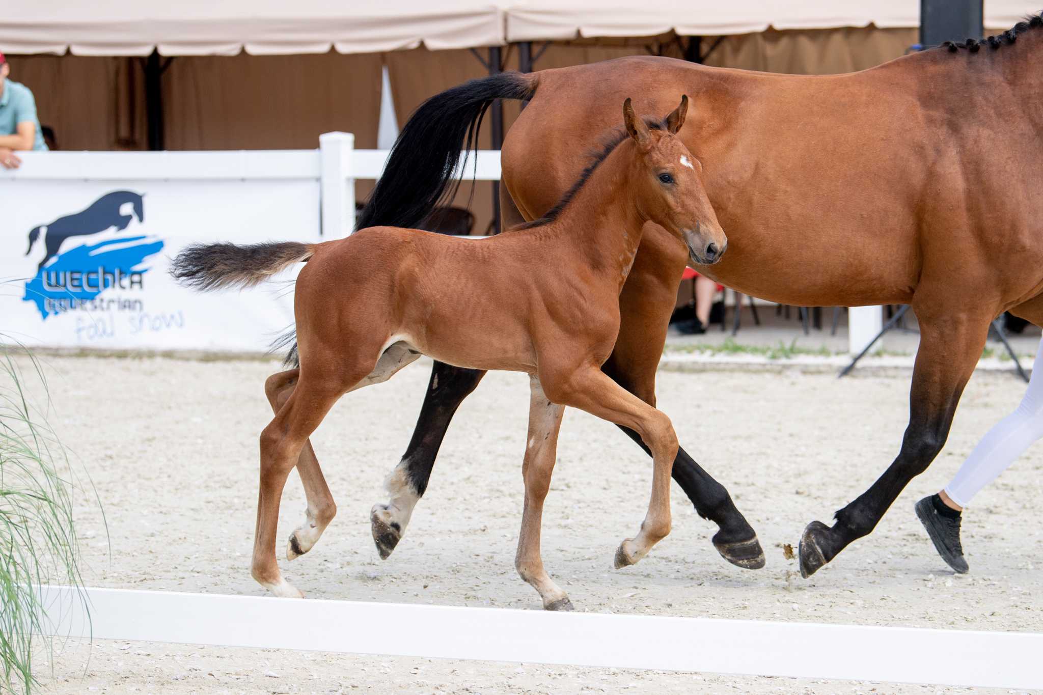 Carvajal HSDA (Dominator Z x Chacco-Blue) — SP · Stallion · 4y