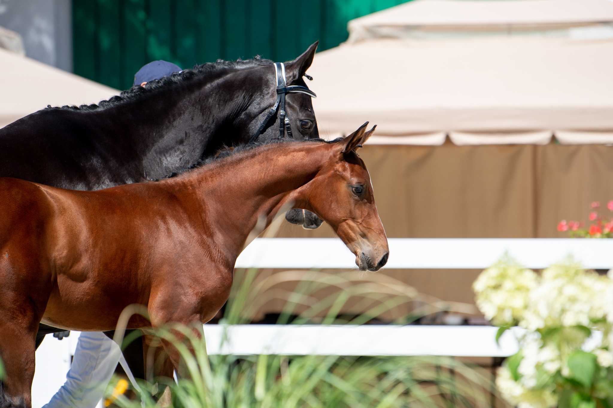 Nobleman Greenhills (Fiston de Bo Z x Calido I) — SP · Stallion · 4y