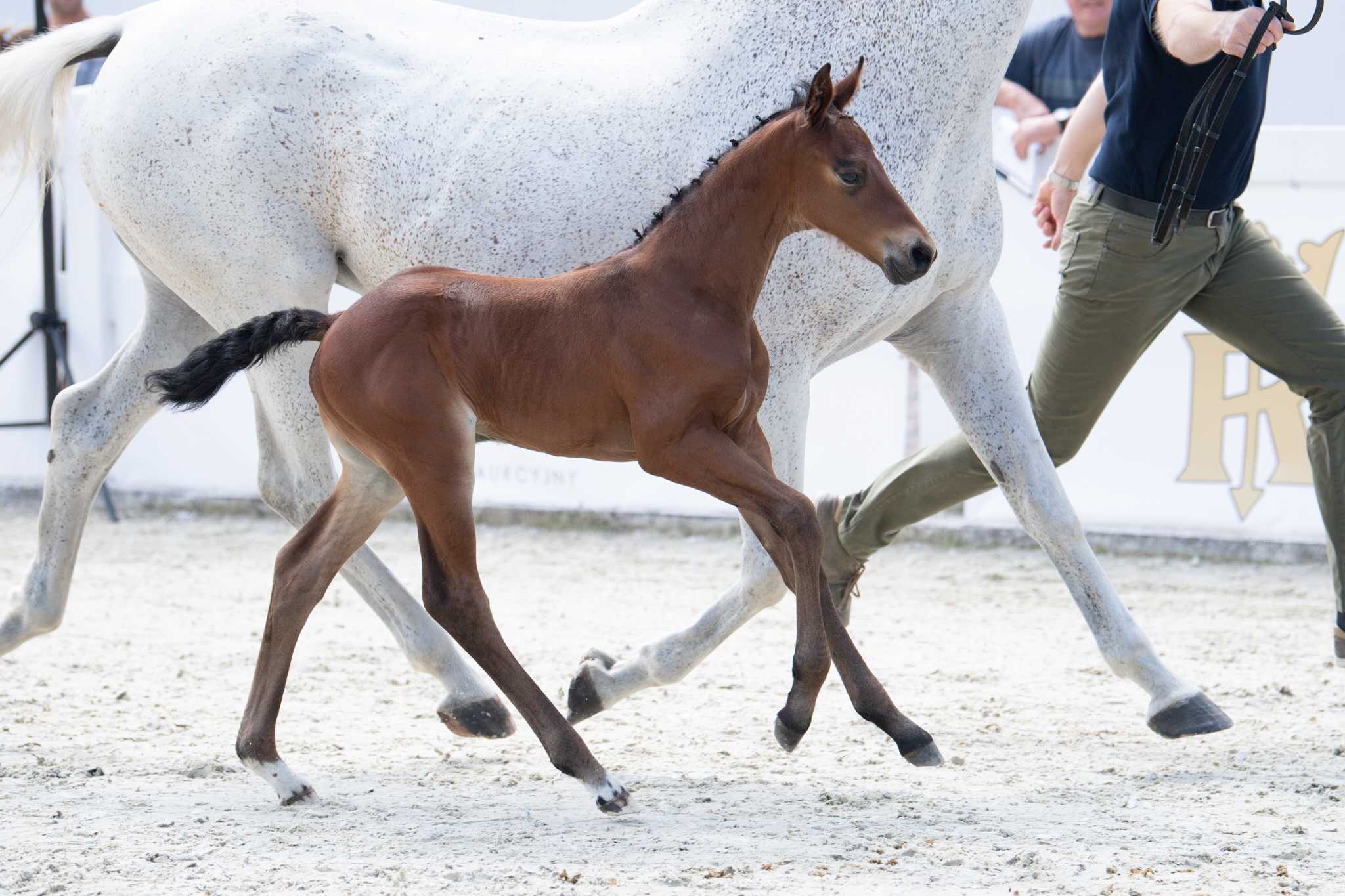Check Blue ZR (Herald x Chacco-Blue) — SP · Stallion · 3y