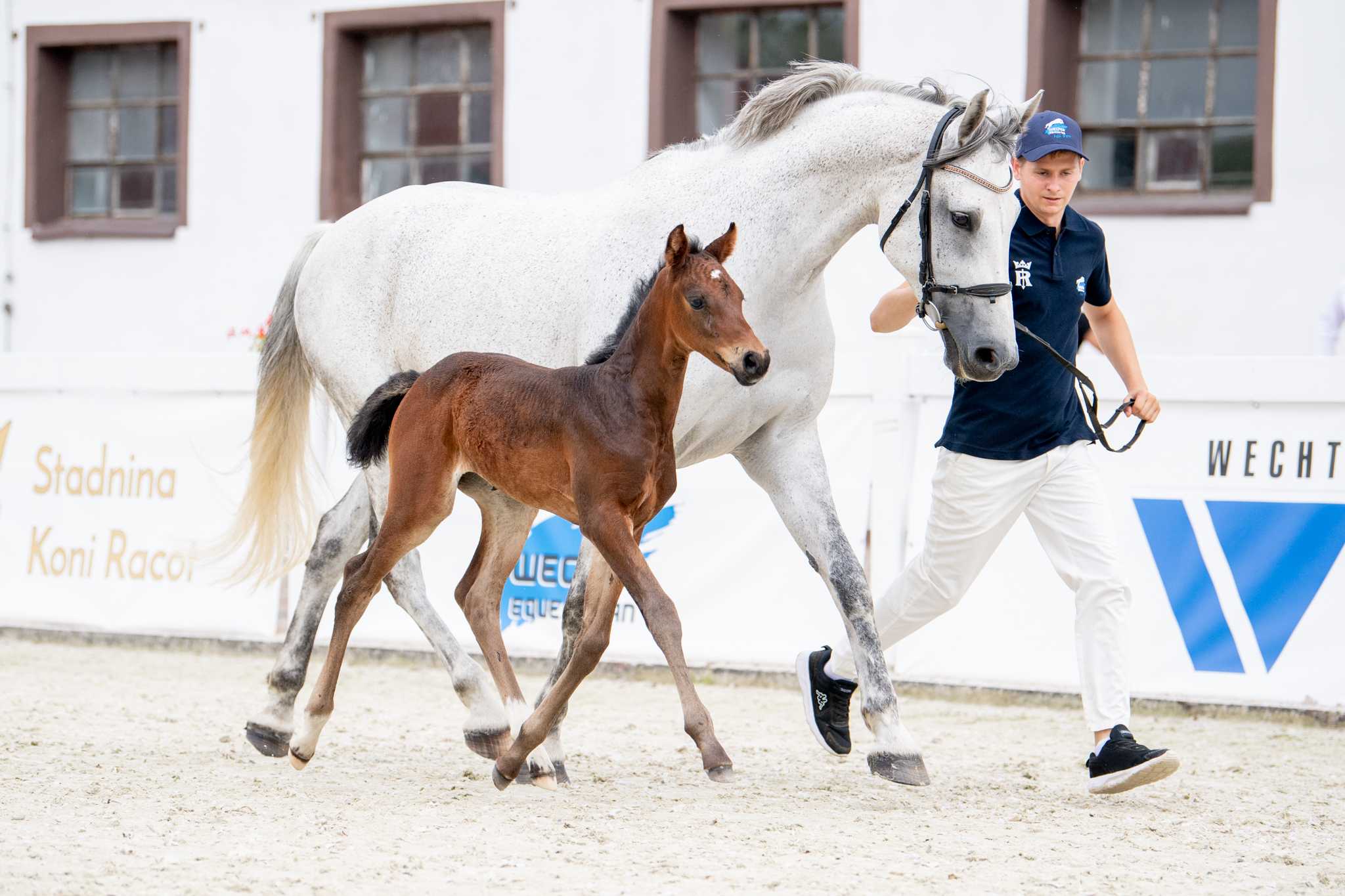LOT WYCOFANY/WITHDRAW - Chili Chili WH (Uriko x Clinton) — SP · Mare · 3y