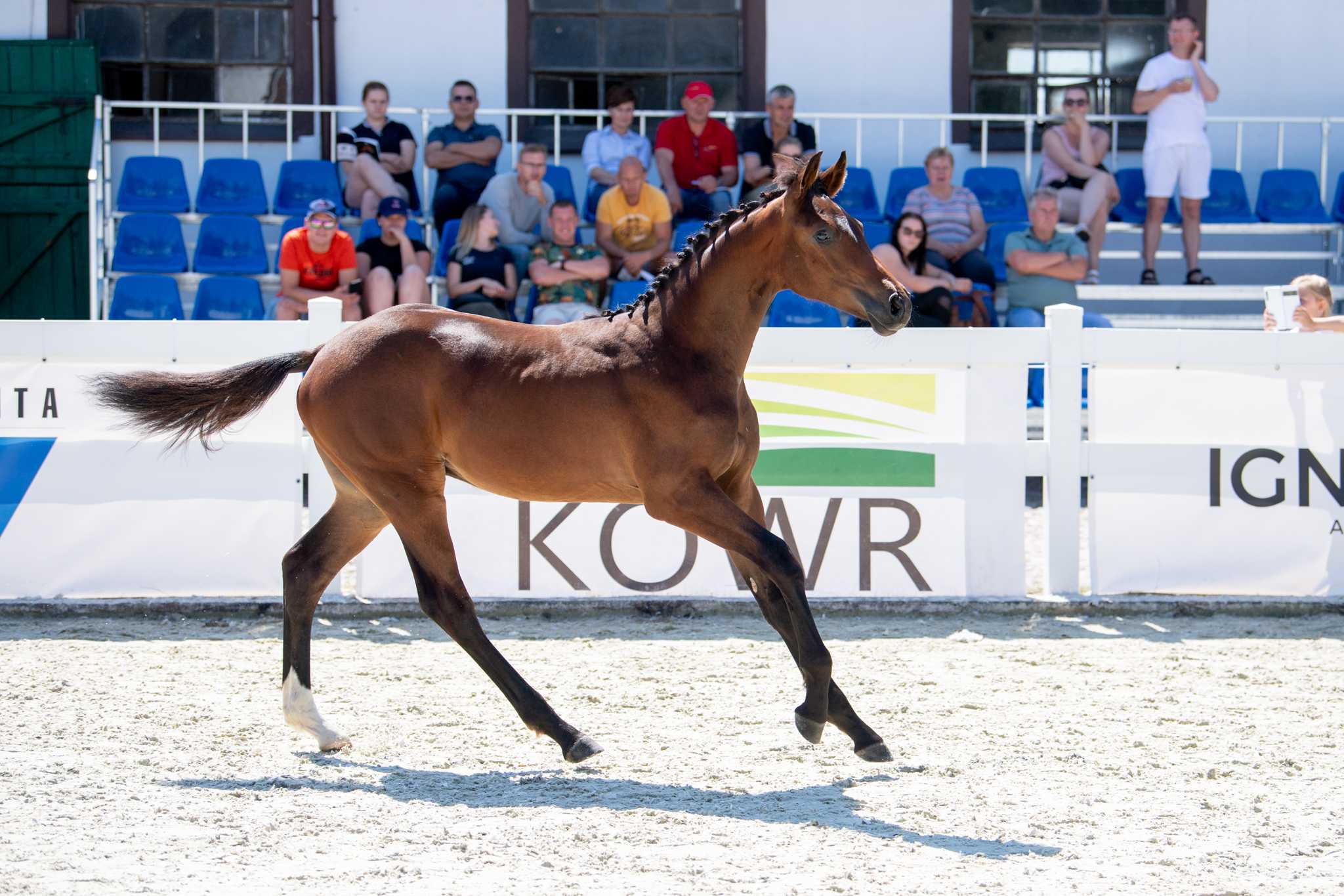 Gatsby MT (Comilfo Plus Z x Larron) — SP · Stallion · 4y
