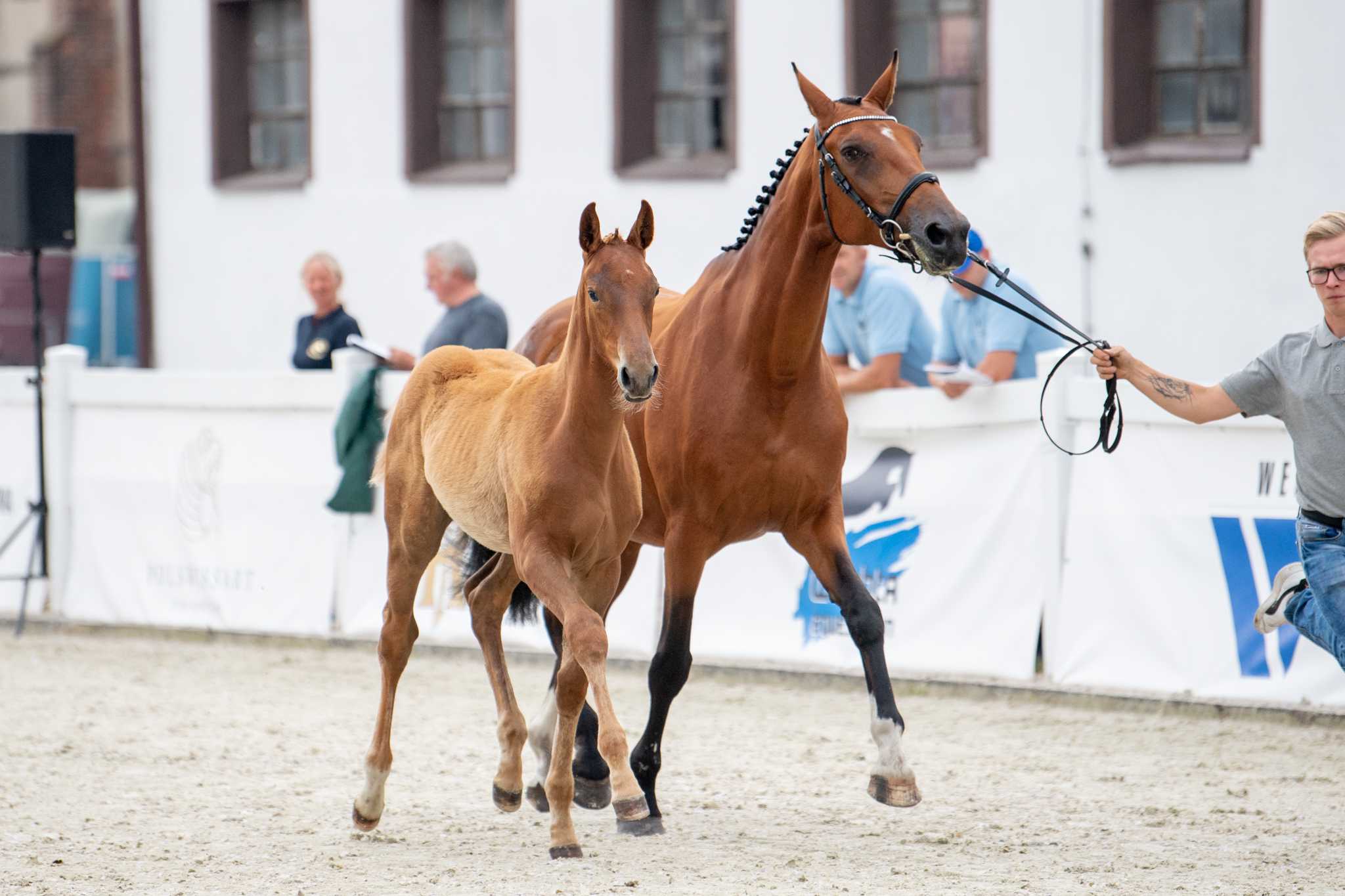 Bint Pasha II IPO (Zafonium xx x Bamako de Muze) — SP · Mare · 4y