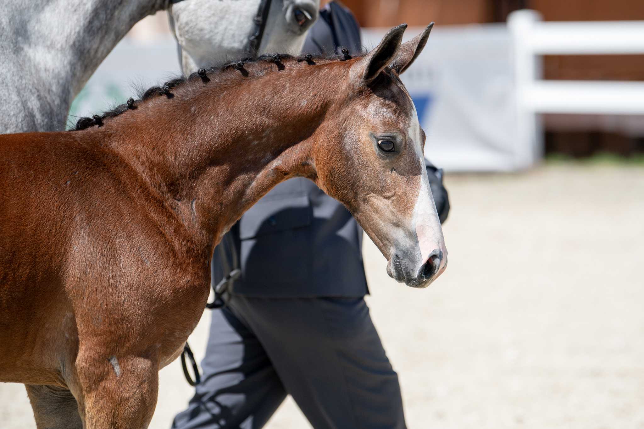 Kingslay (Aganix du Seigneur x Coupie) — WLKP · Stallion · 4y