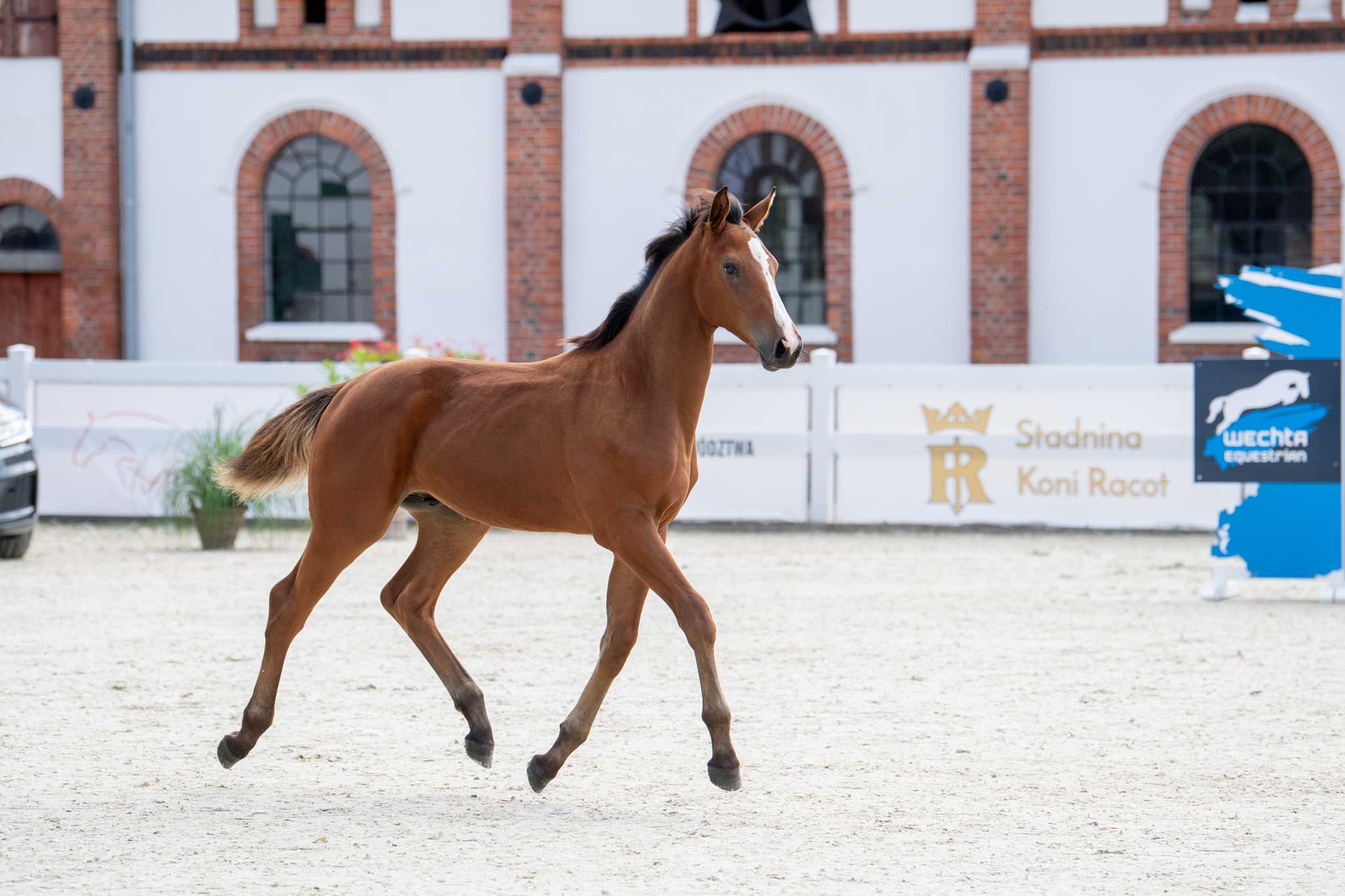 Araveno R (Calvano x Corano's Ass) — SP · Stallion · 4y