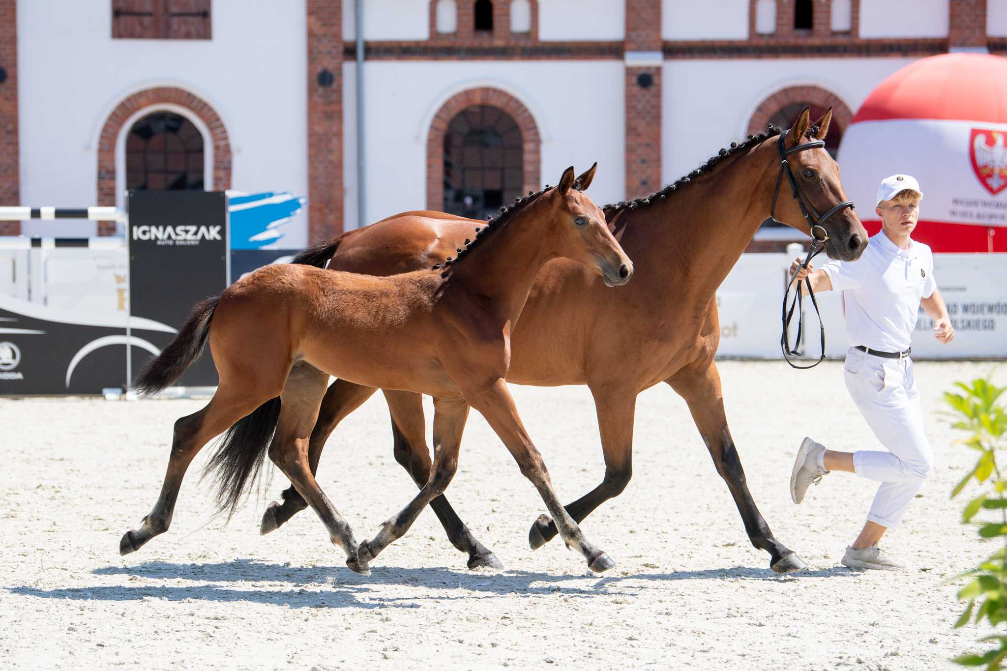 LOT WYCOFANY/WITHDRAW - Heros MK (Vigotendro Z x Quiran) — SP · Stallion · 4y
