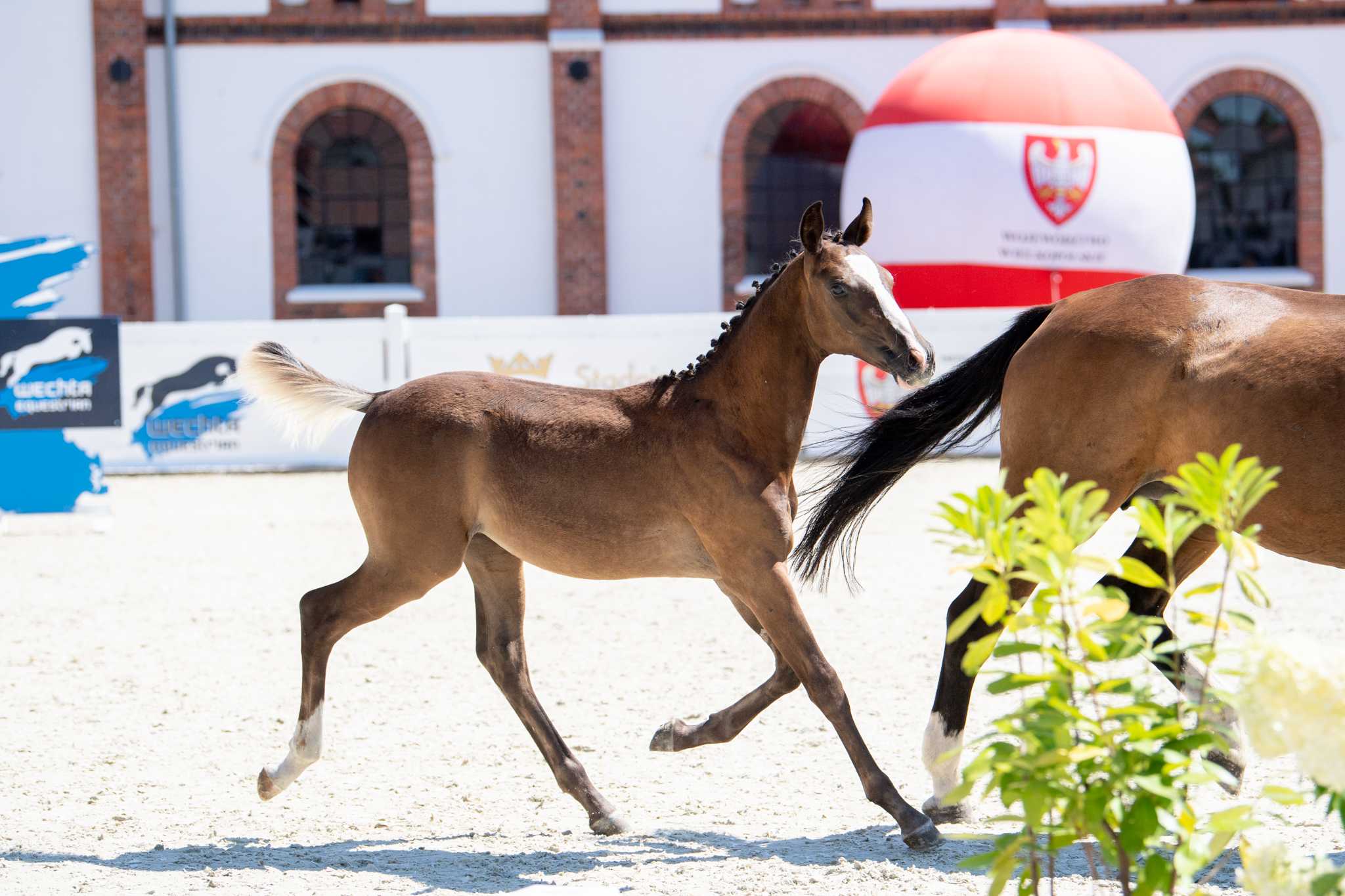 Zimba K (Di Caprio Z x Phin Phin) — SP · Stallion · 4y