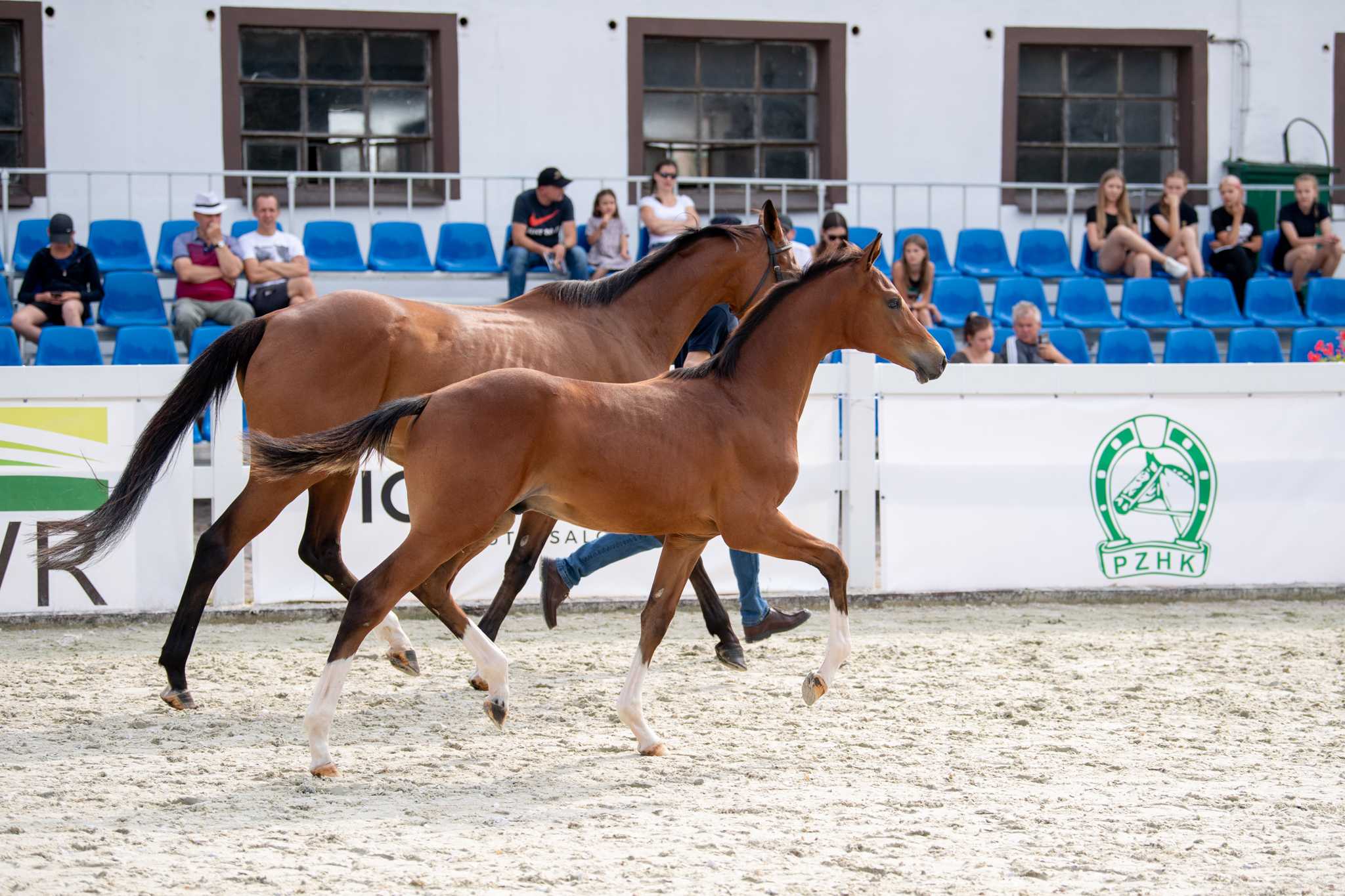 Khassilio M (Cassilio x Rhodesian Winner xx) — SP · Stallion · 4y