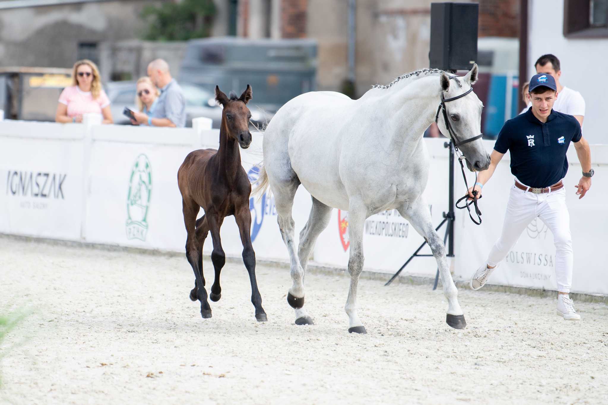 De Facto (C-Quattro PS x Ruten xx) — SP · Stallion · 4y