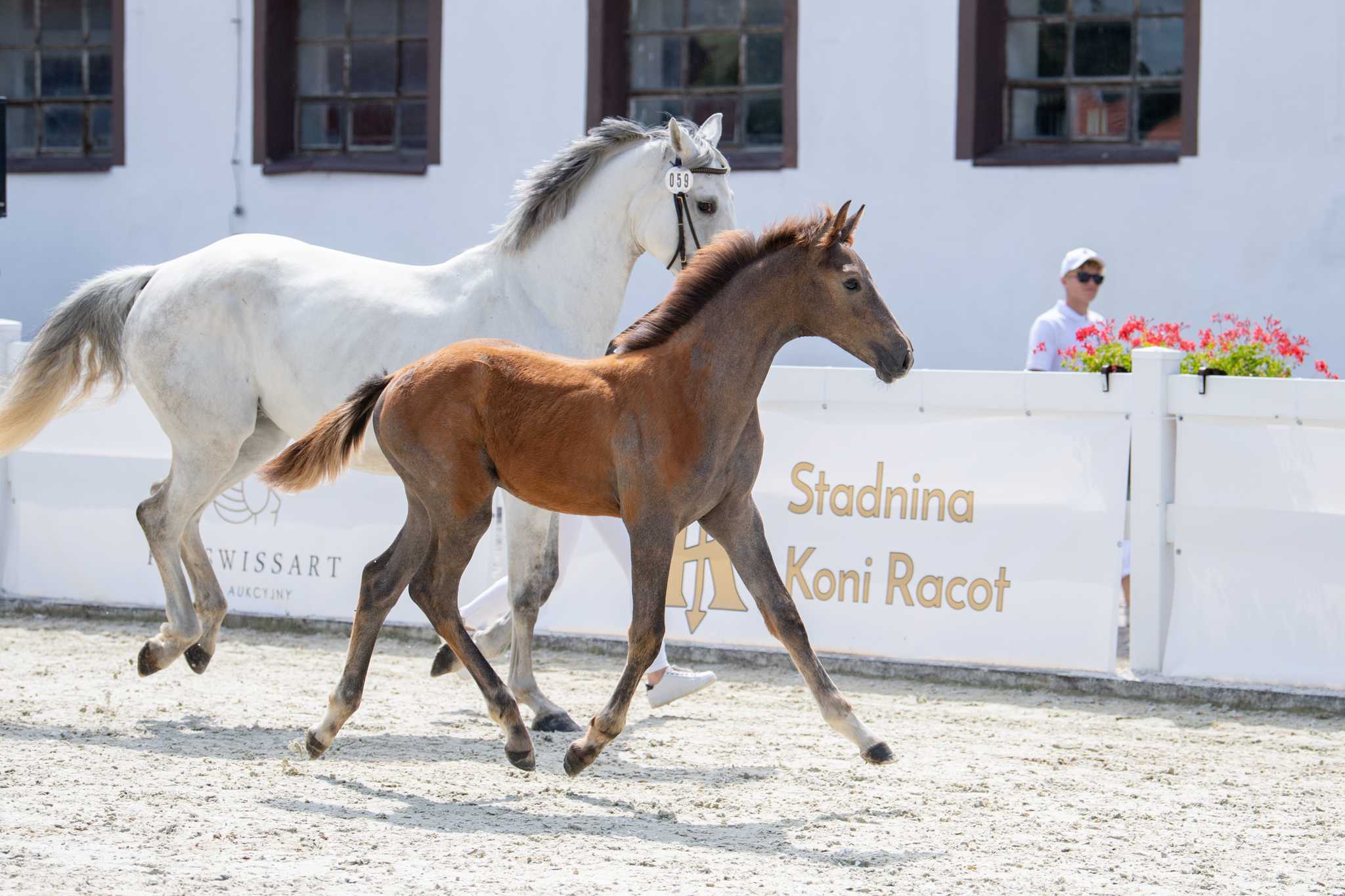 Christian Grey PSH (Calvano x Cascor Z) — SP · Stallion · 4y