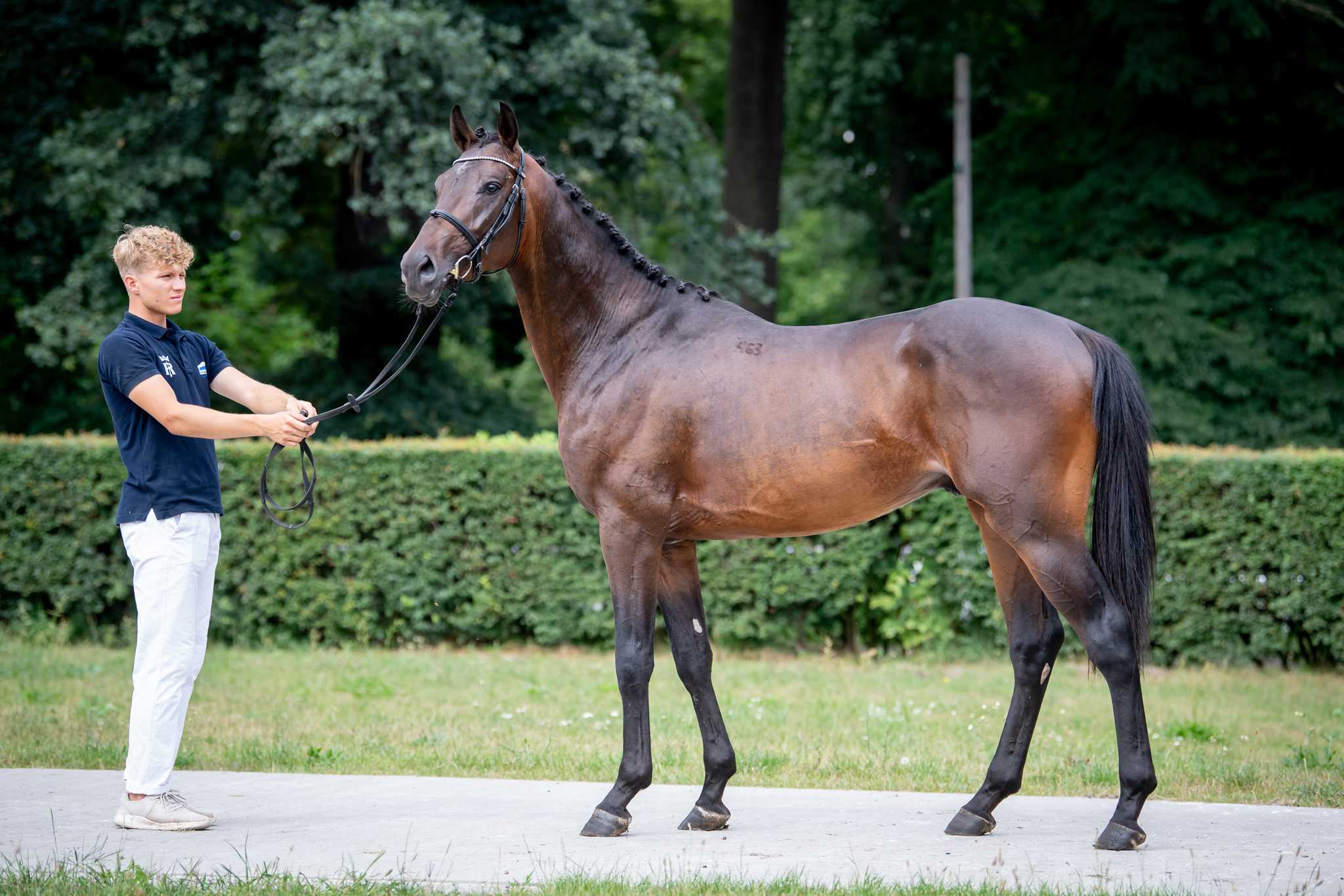 CHIOS Chiron xx x Landos — WLKP · Stallion · 7y
