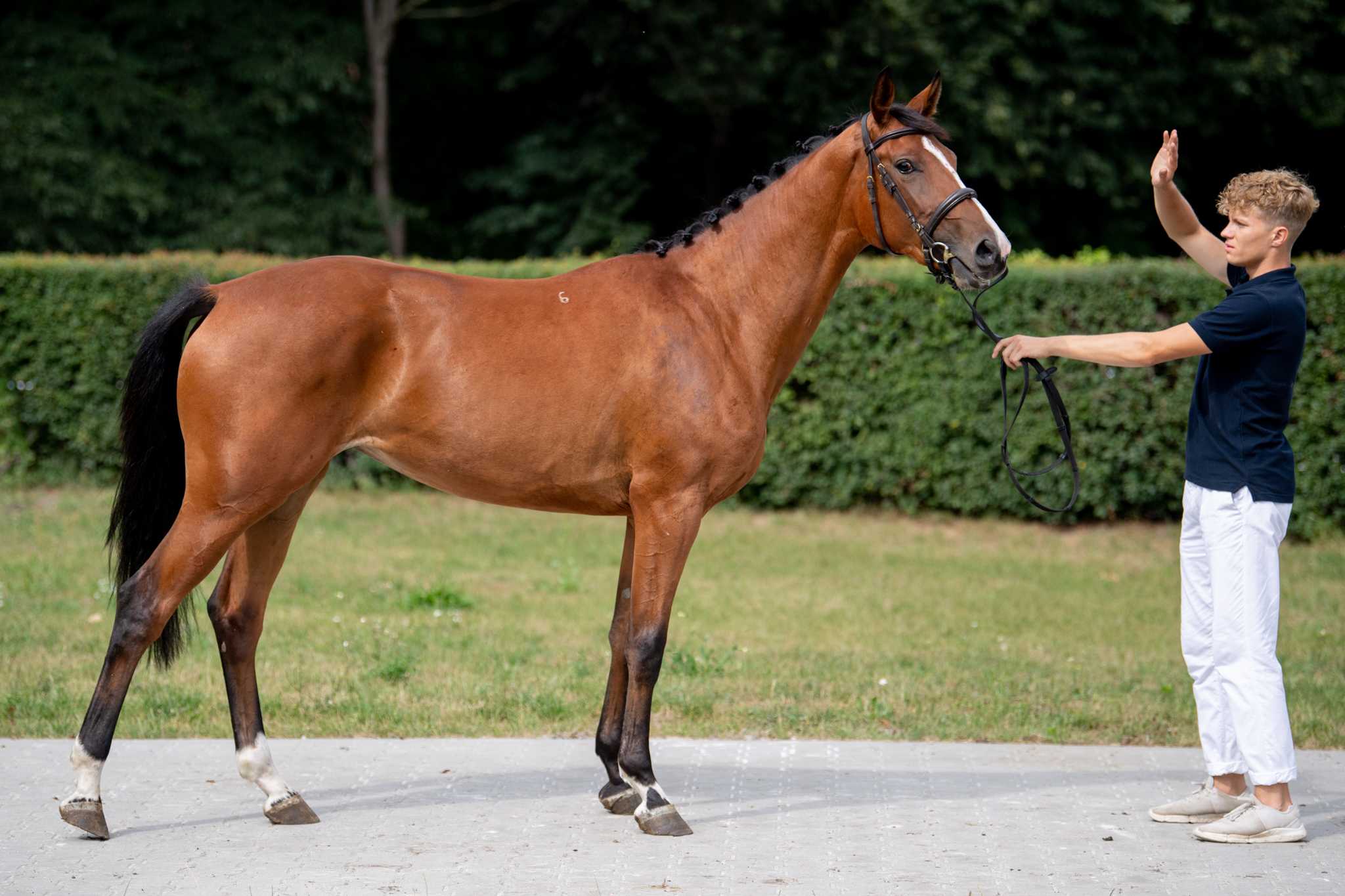 Bereza PGN Chassot x Cap de B’Neville — WLKP · Mare · 6y