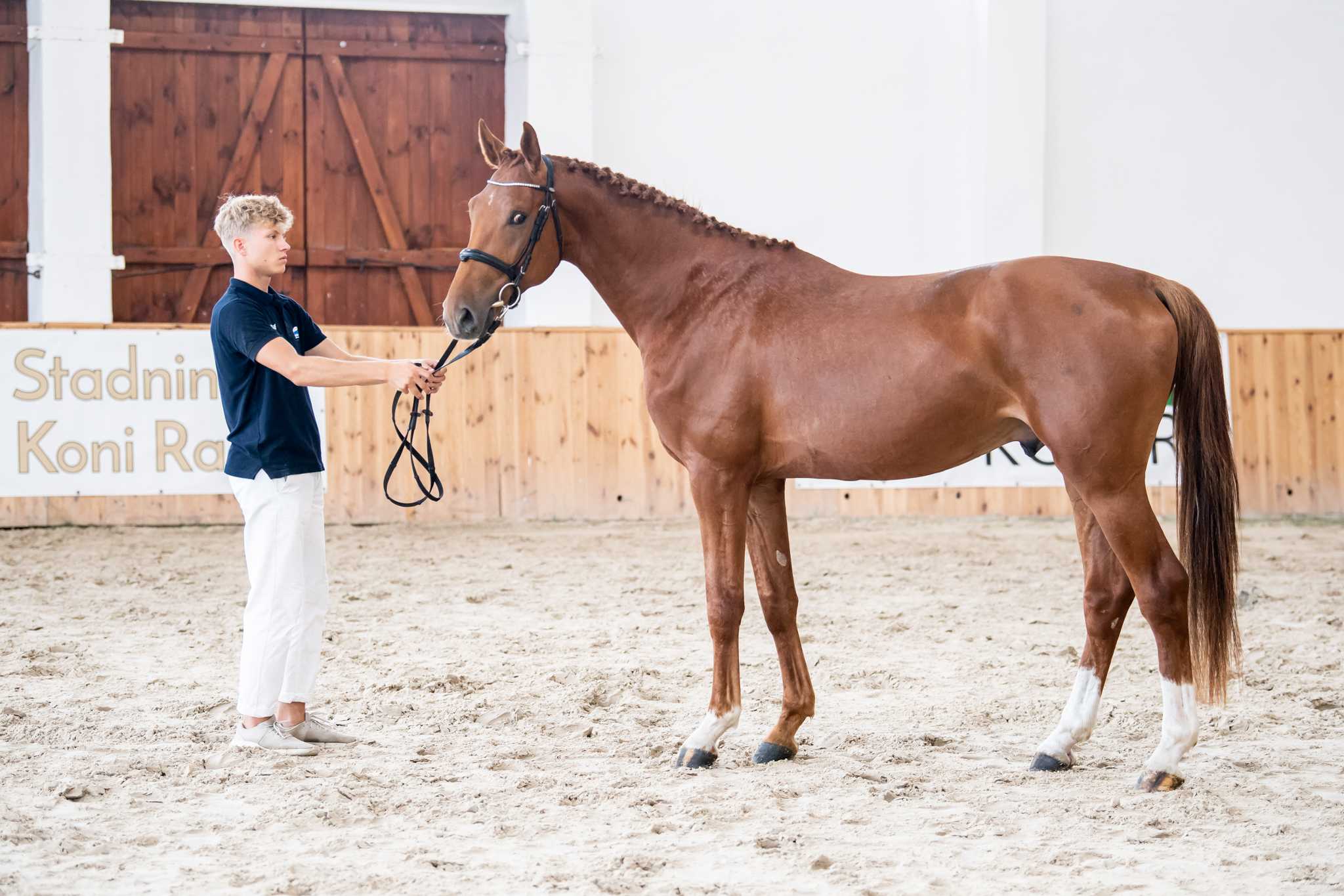 Be Mine IPO Tjungske x Bamako de Muze — SP · Stallion · 7y