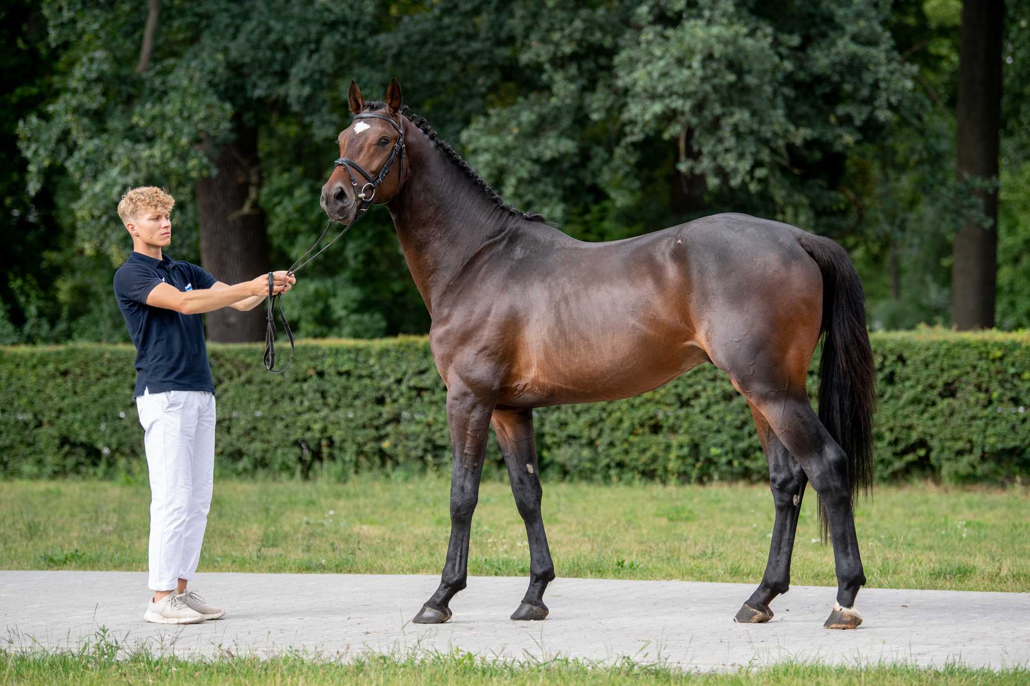 Robson Coriano’s Ass x Bolshoi — SP · Stallion · 7y