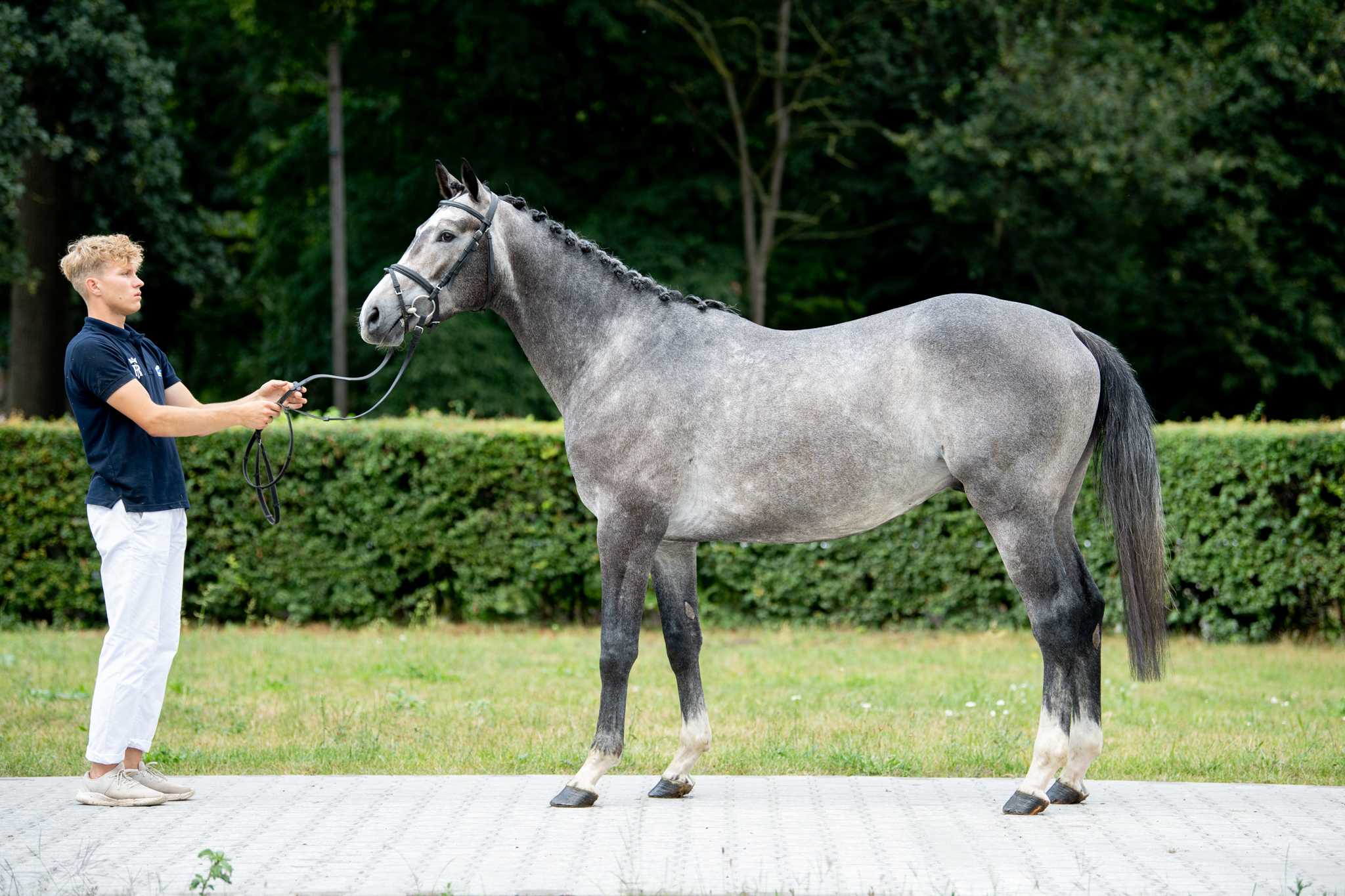 Charon Chiron xx x Tjungske — WLKP · Stallion · 7y
