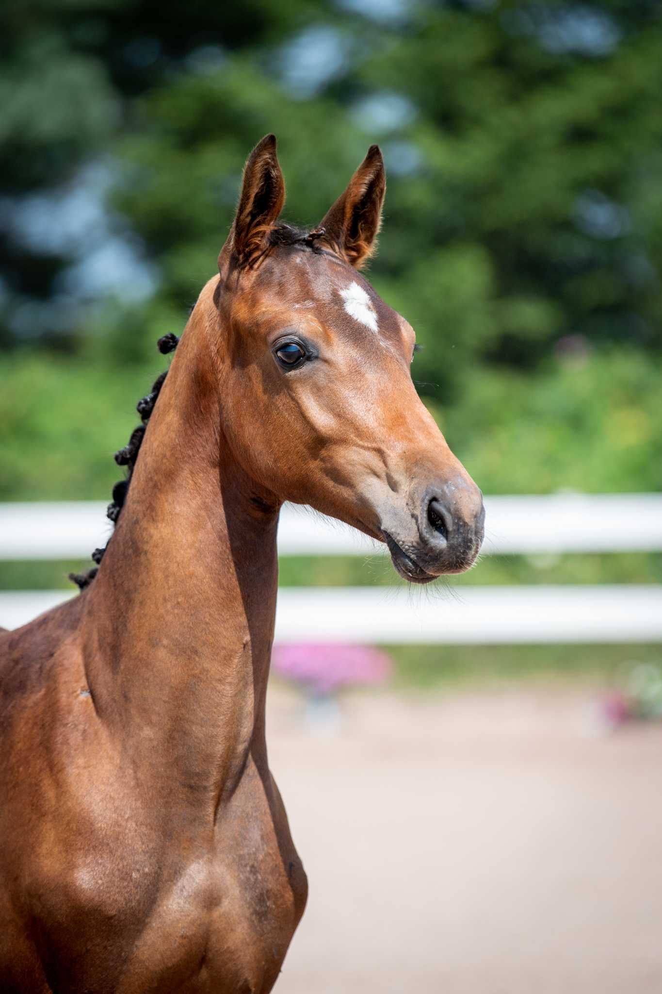 Alcazar NW (GRANDORADO TN x LURON) — SP · Stallion · 4y