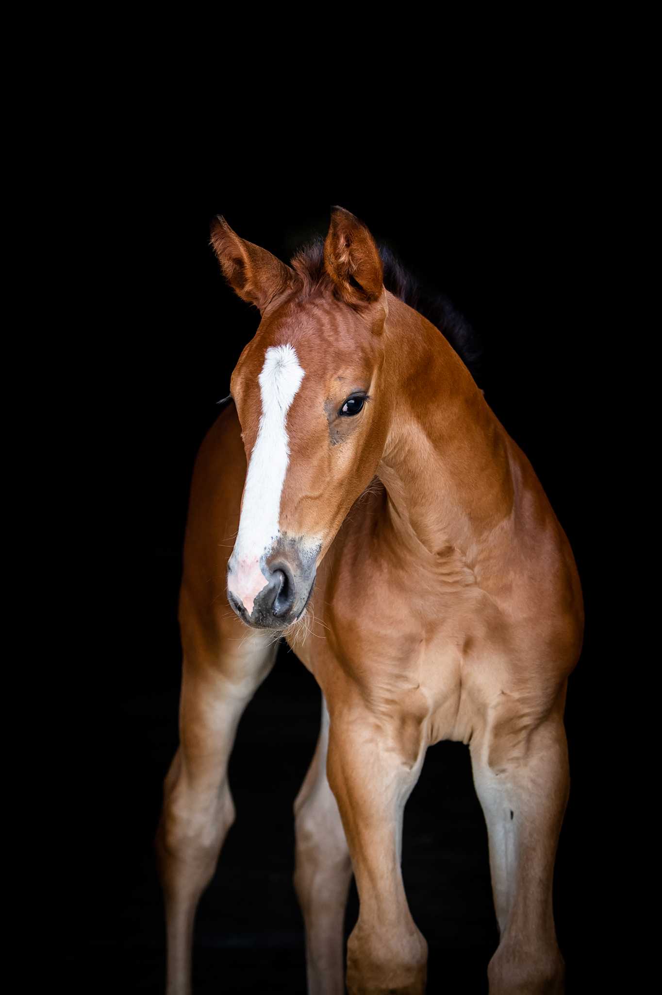 Empower Me Linden (SELLERIA EQUIPE EMPIRE x CASIRO I) — OS · Stallion · 4y