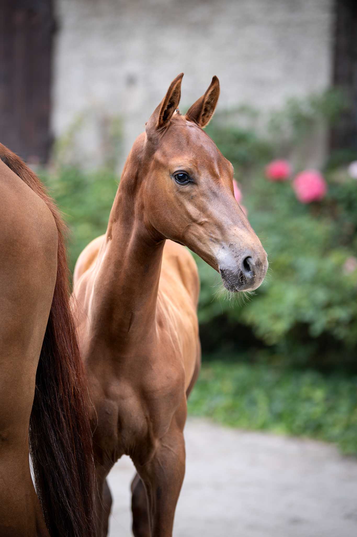 Crazy Dreamer (CASALL x DIAMANT DE SEMILLY) — Holsteiner · Stallion · 4y