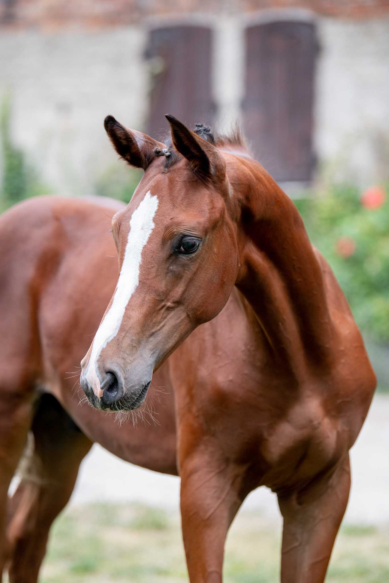 Egzotyk (EMERALD VAN 'T RUYTERSHOF x CASALL) — Holsteiner · Stallion · 4y