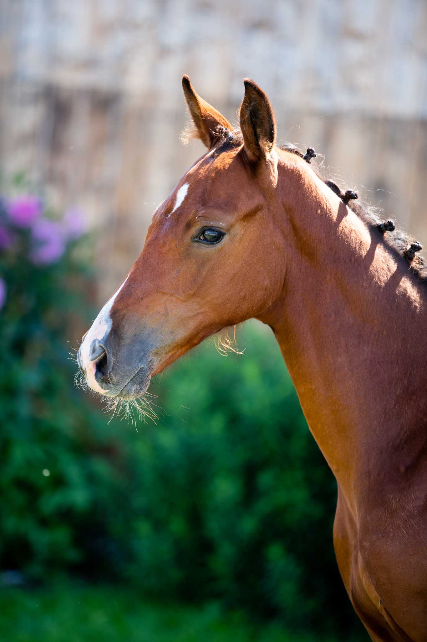 Kyanite WH (KEATON x NAREW XX) — Holsteiner · Stallion · 3y