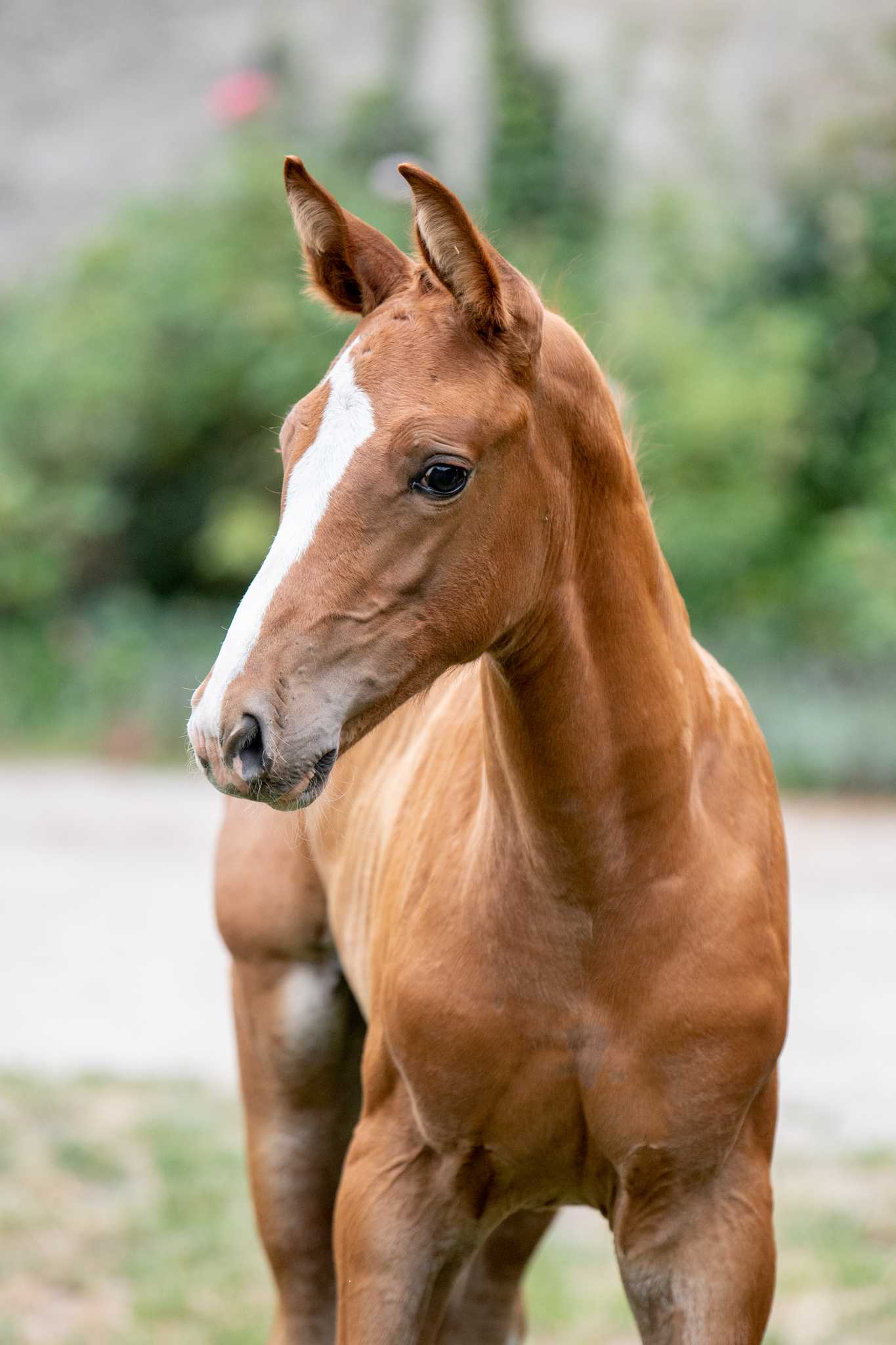 Pasja (EMERALD VAN 'T RUYTERSHOF x NONSTOP) — Holsteiner · Mare · 4y