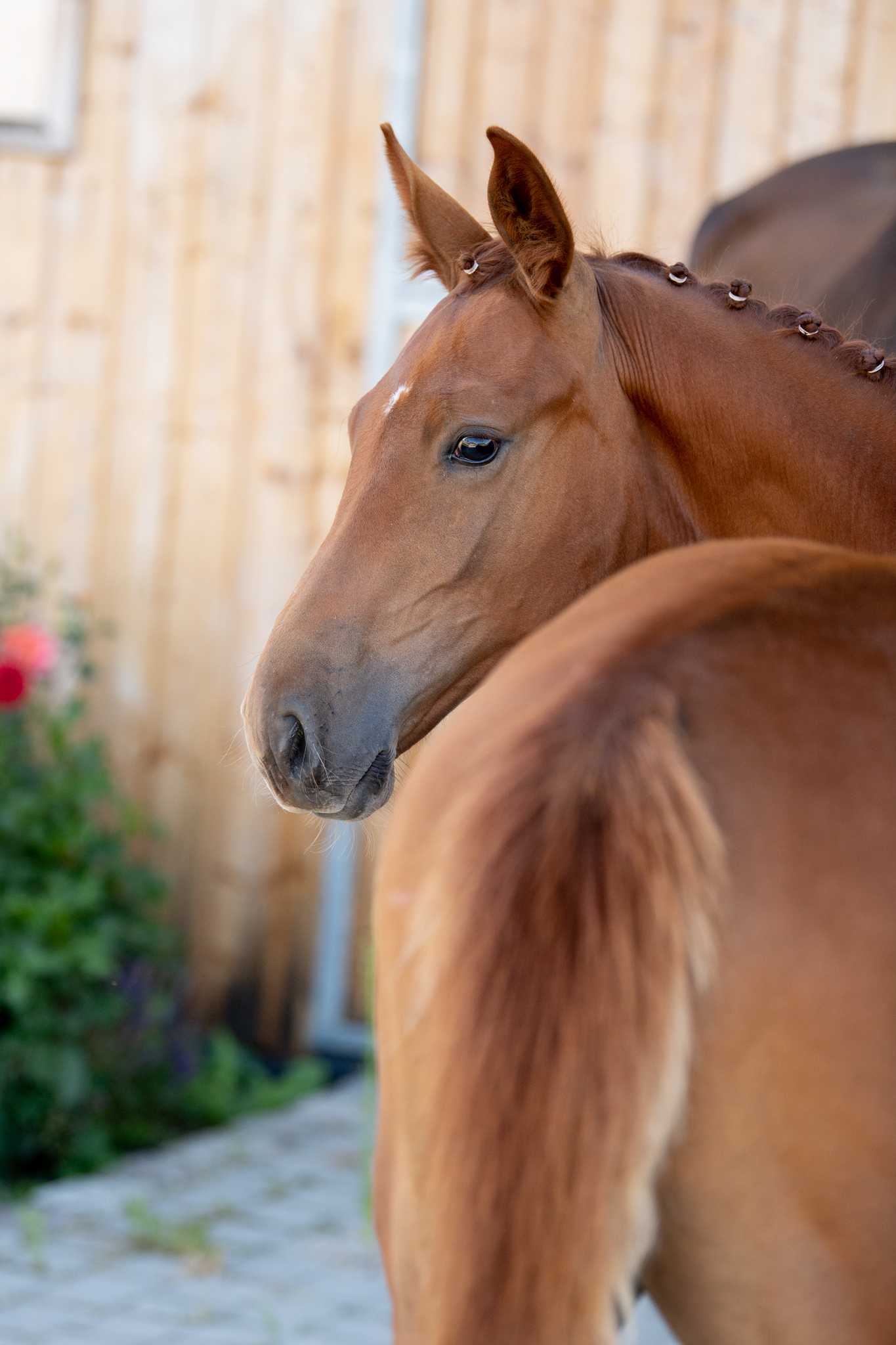 Emotikon Linden (EMERALD VAN 'T RUYTERSHOF x CAN DO L) — Oldenburg · Stallion · 4y