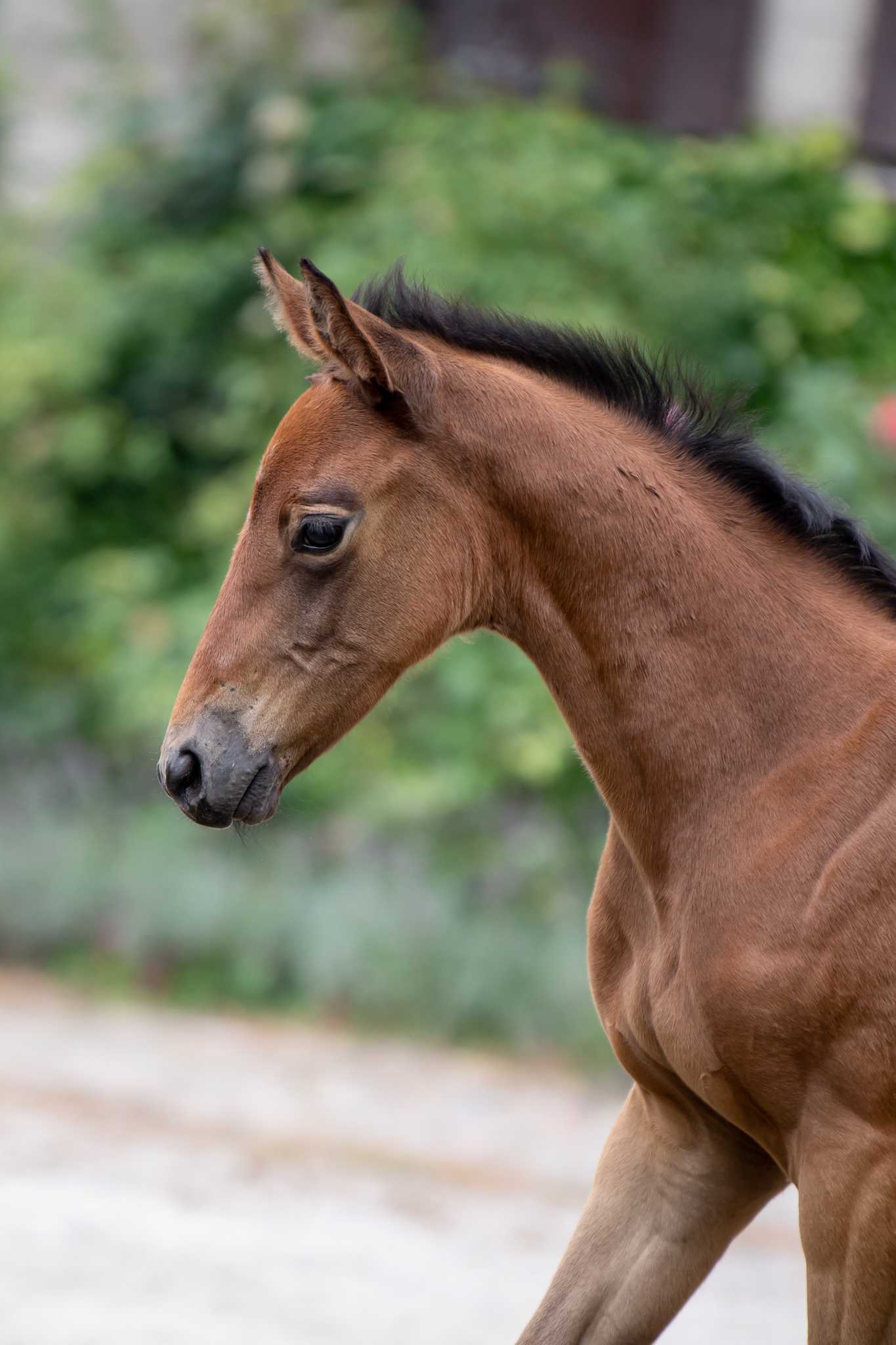Mademoiselle (LEVUS x BAJOU DU ROUET) — SP · Mare · 3y